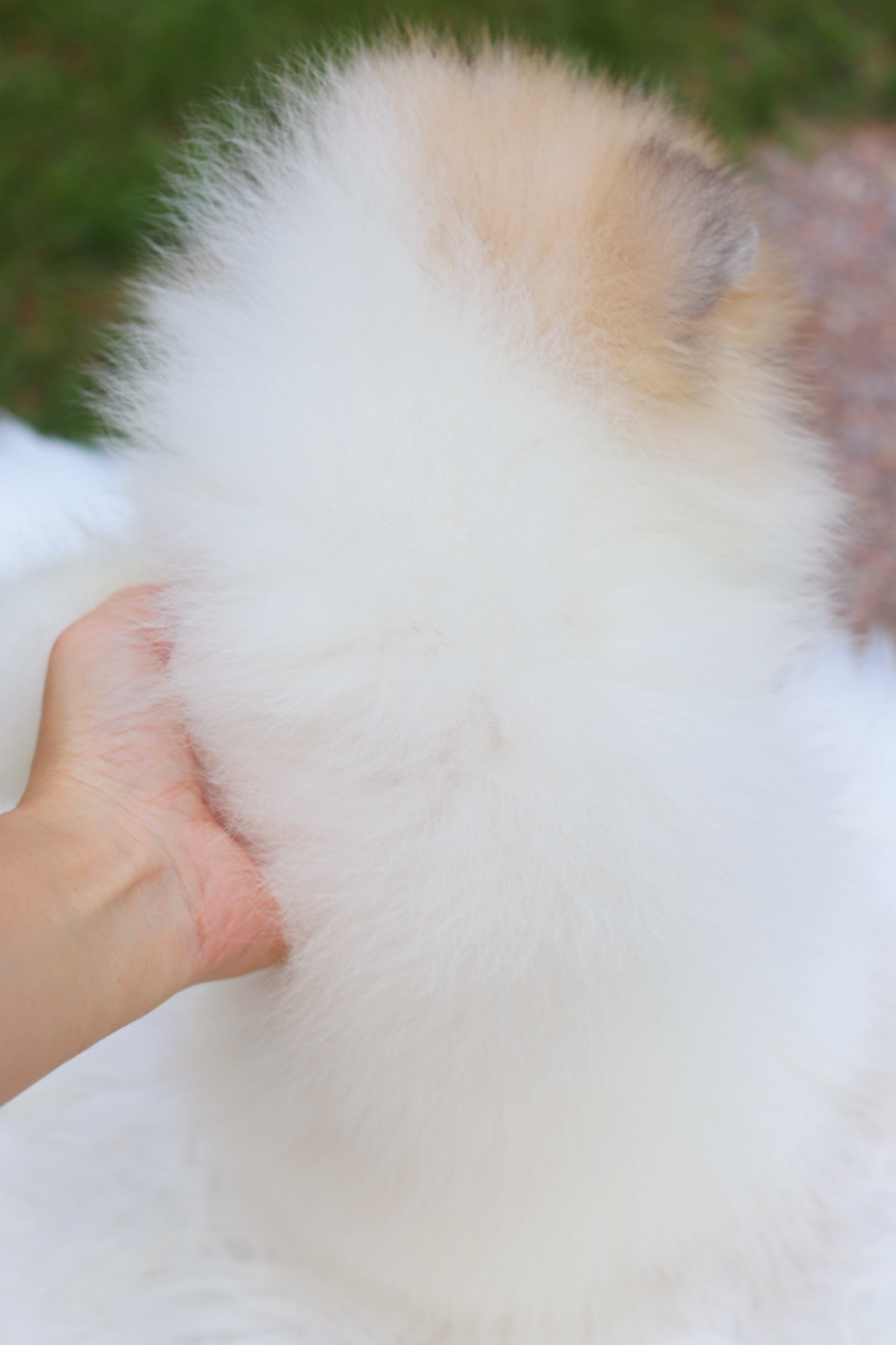 ปอมเมอเรเนียน เพศผู้สีแฟนซี