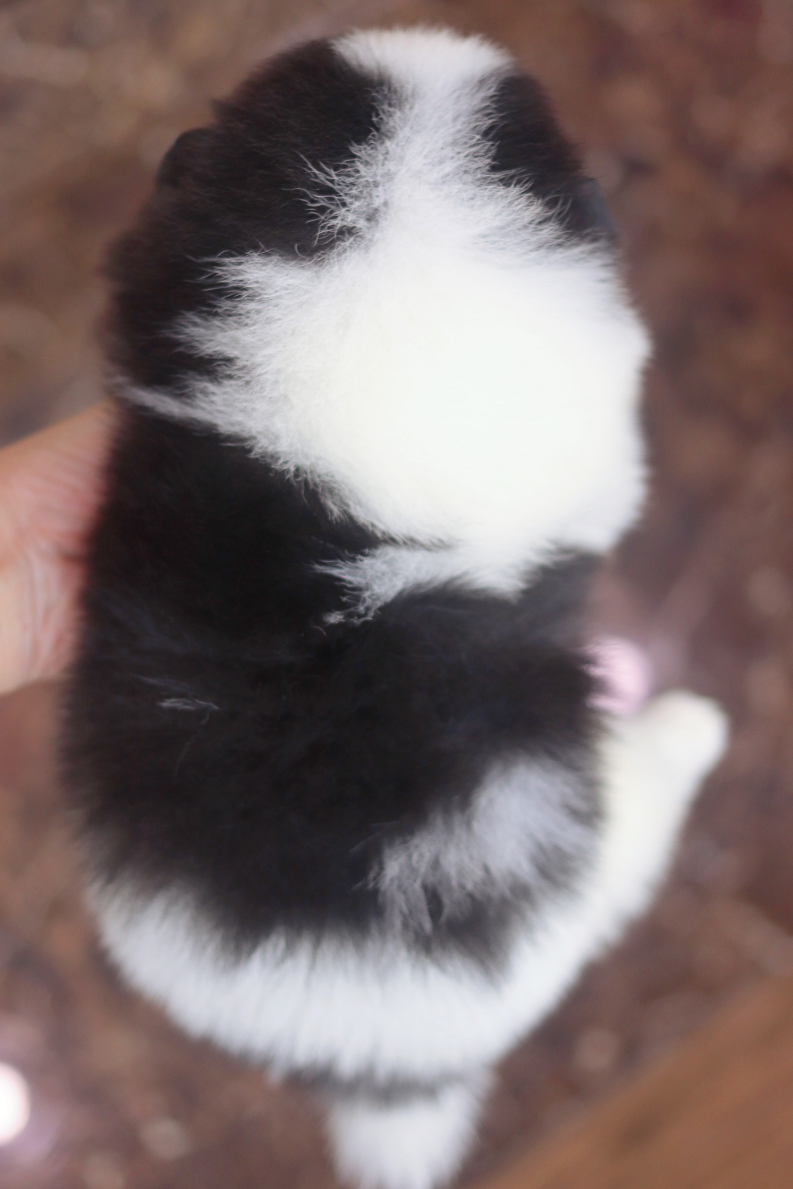 ปอมเมอเรเนียน เพศผู้ สีแฟนซี