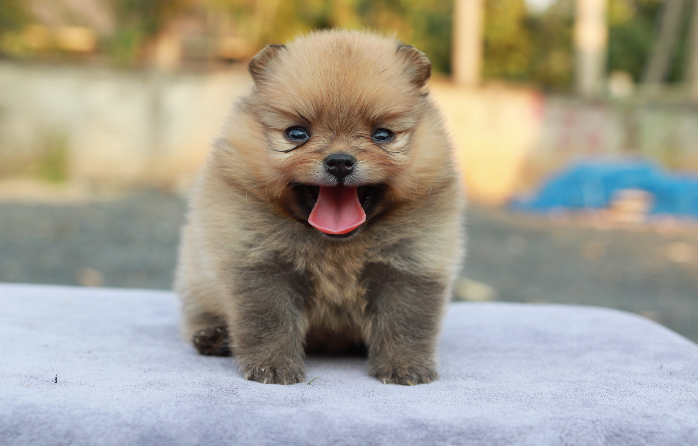 ปอมเมอเรเนียน เพศเมียสีส้ม