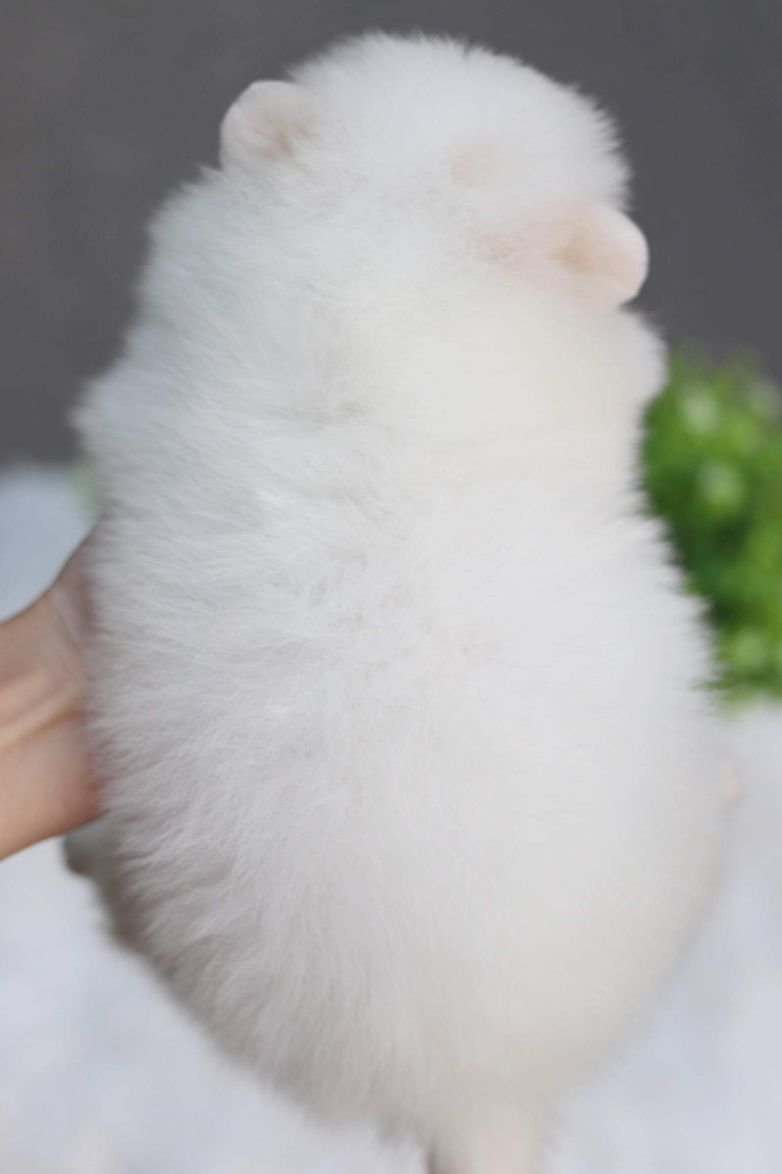 ปอมเมอเรเนียน เพศเมีย