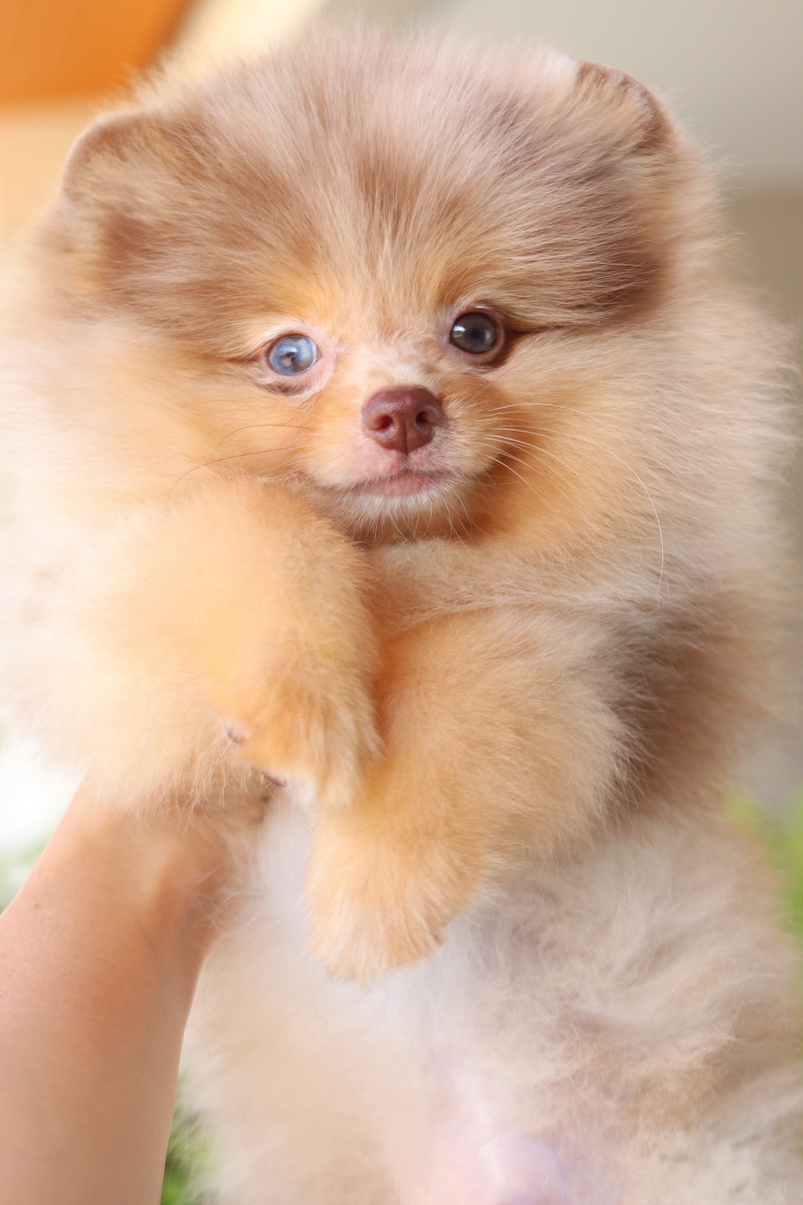 ปอมเมอเรเนียน เพศผู้สีช็อคเมอร์เร่