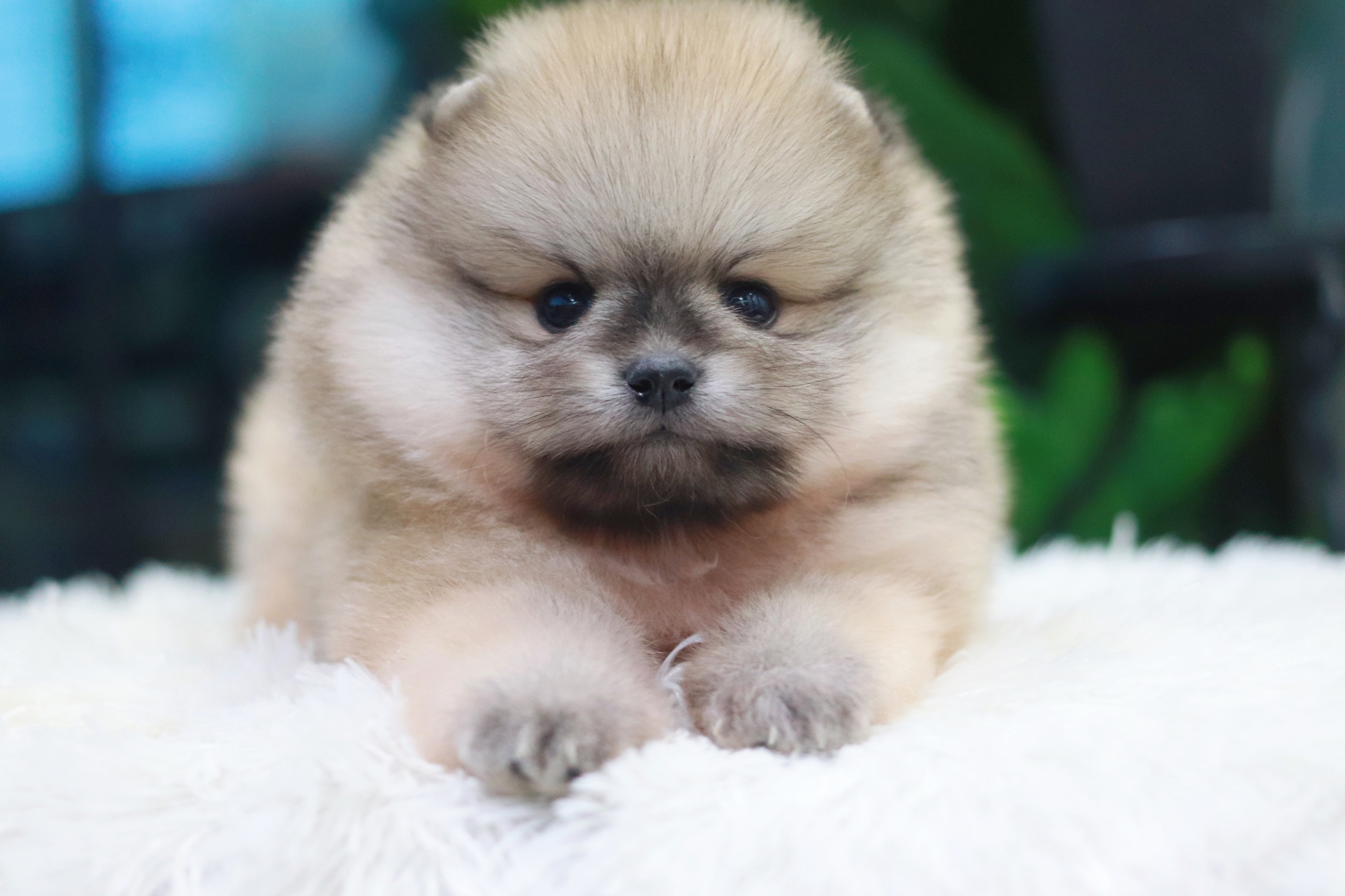 ปอมเมอเรเนียน เพศผู้ สีส้ม เกรดโชว์