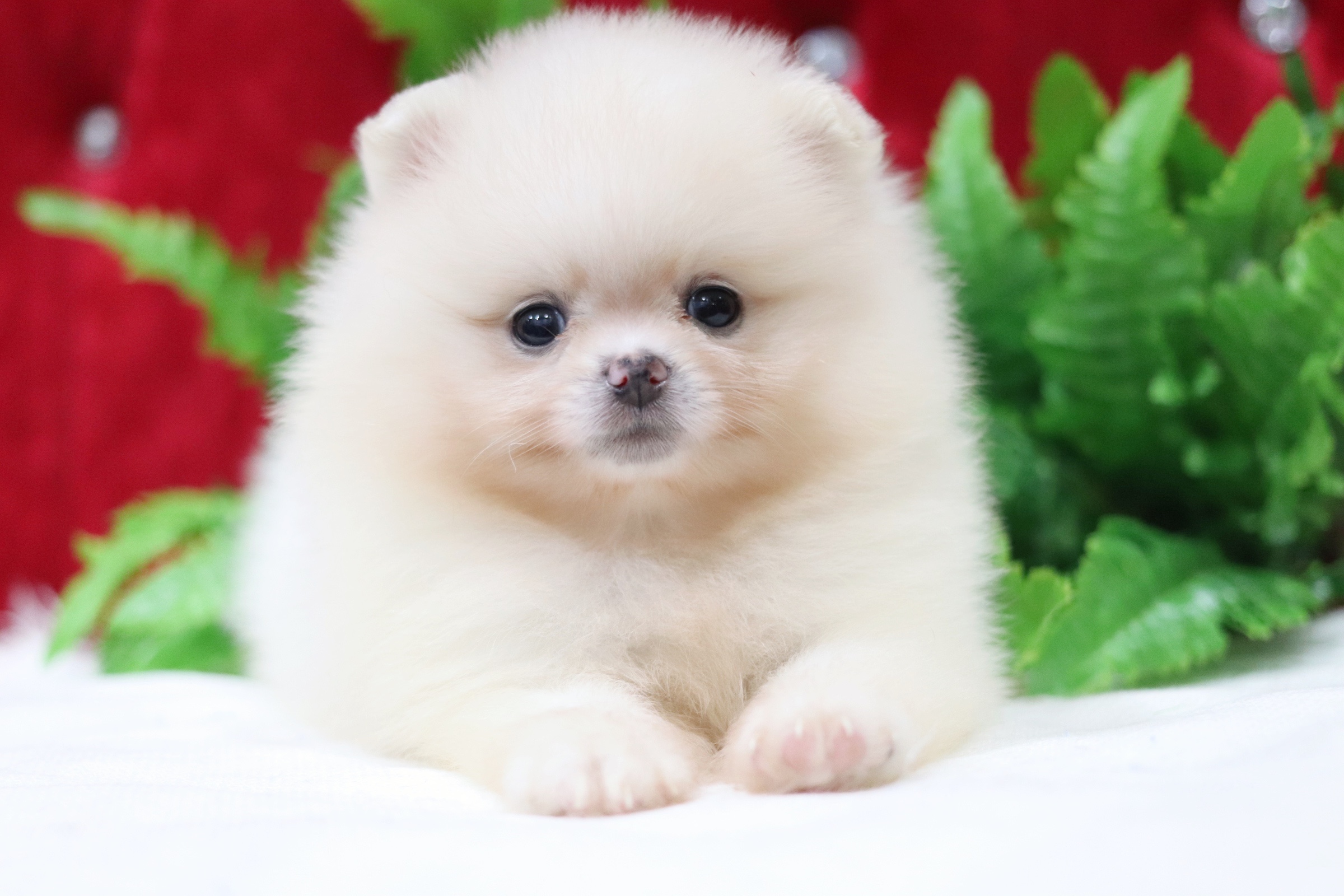 ปอมเมอเรเนียน เพศผู้ สีขาวครีม