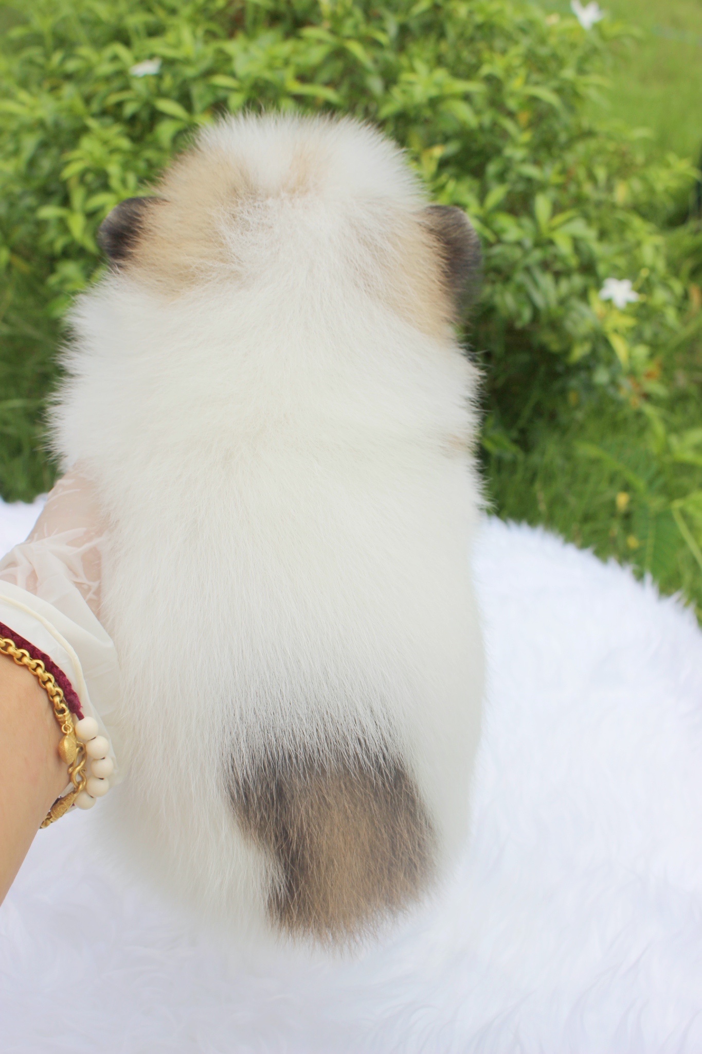 ปอมเมอเรเนียน เพศผู้ สีแฟนซี