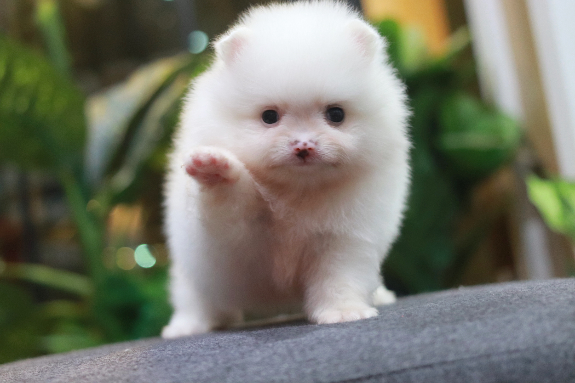 ปอมเมอเรเนียน เพศผู้ขาวสำลี