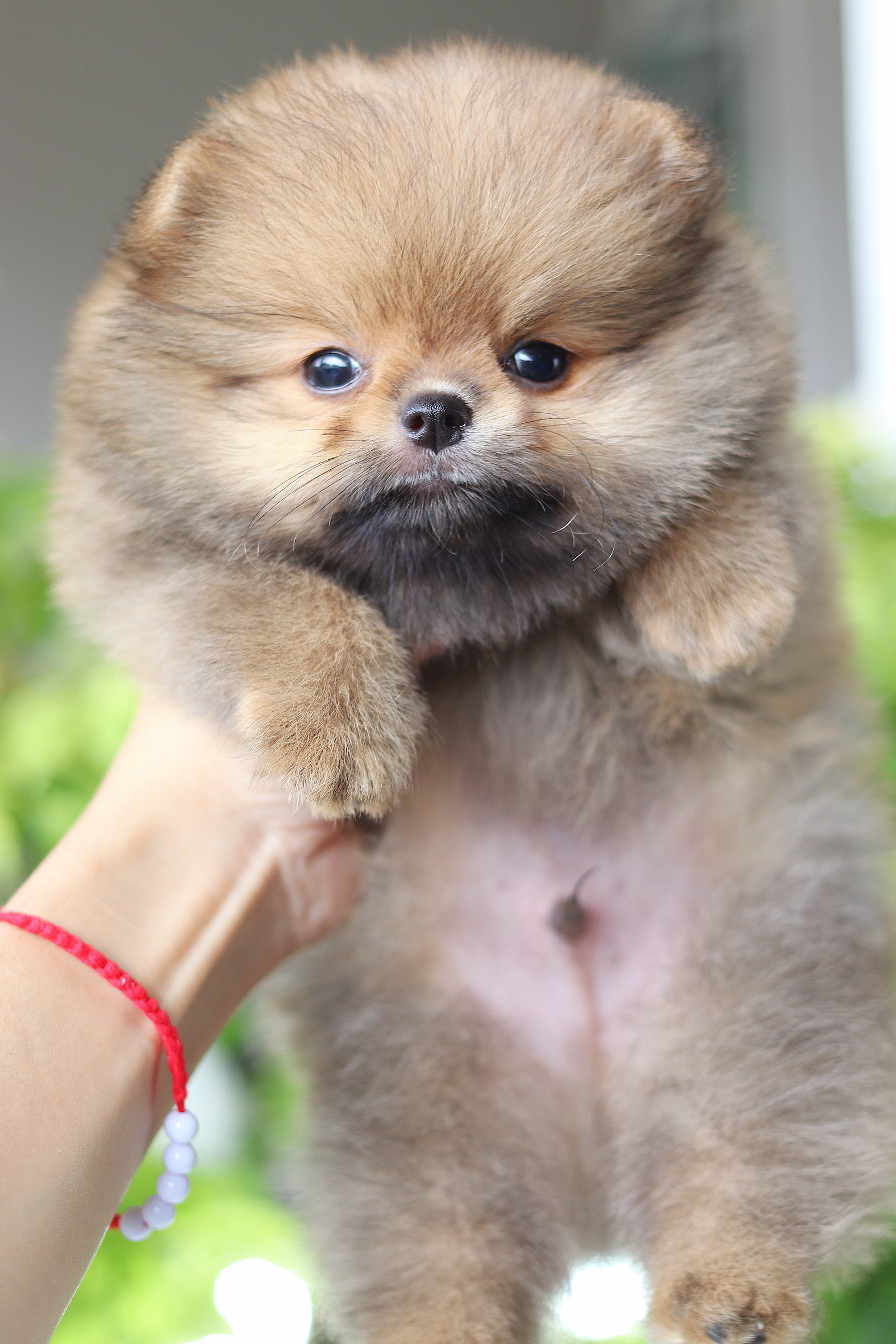 ปอมเมอเรเนียน เพศผู้สีส้ม