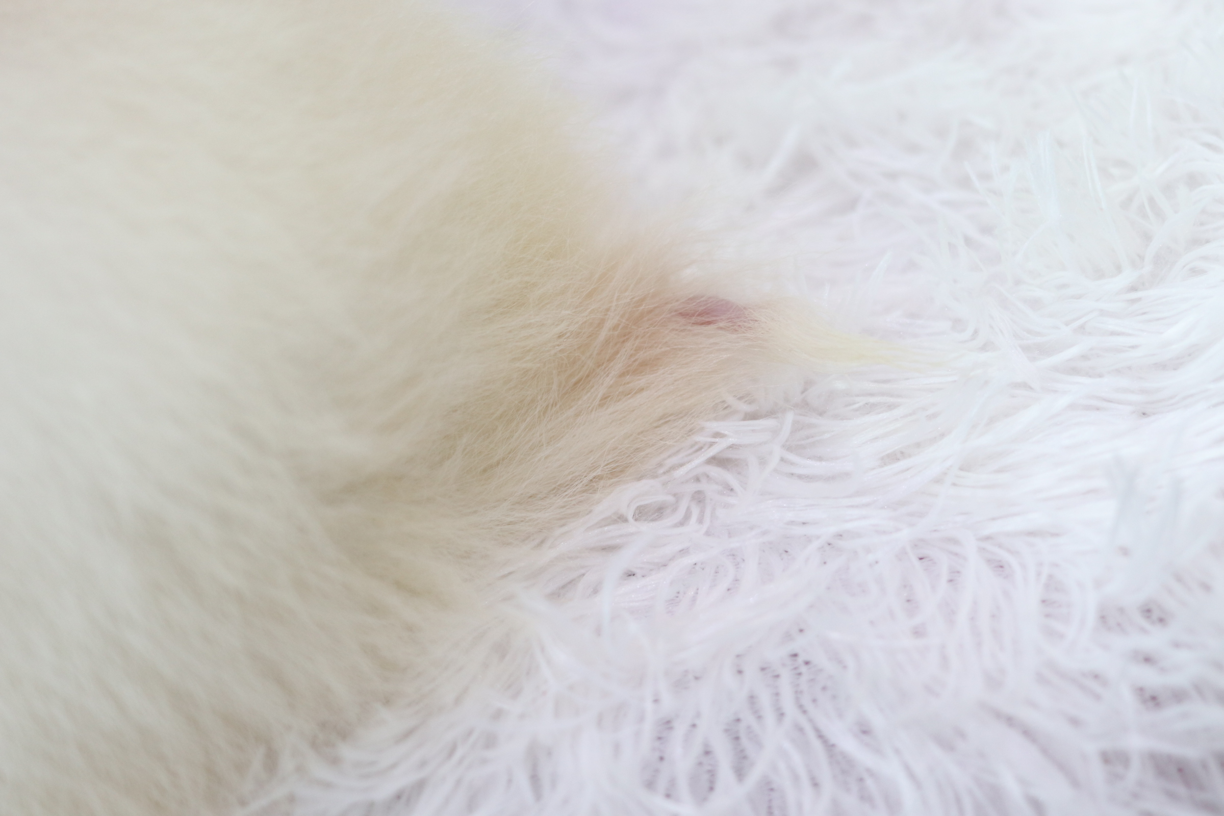 ปอมเมอเรเนียน เพศผู้ขาวครีม