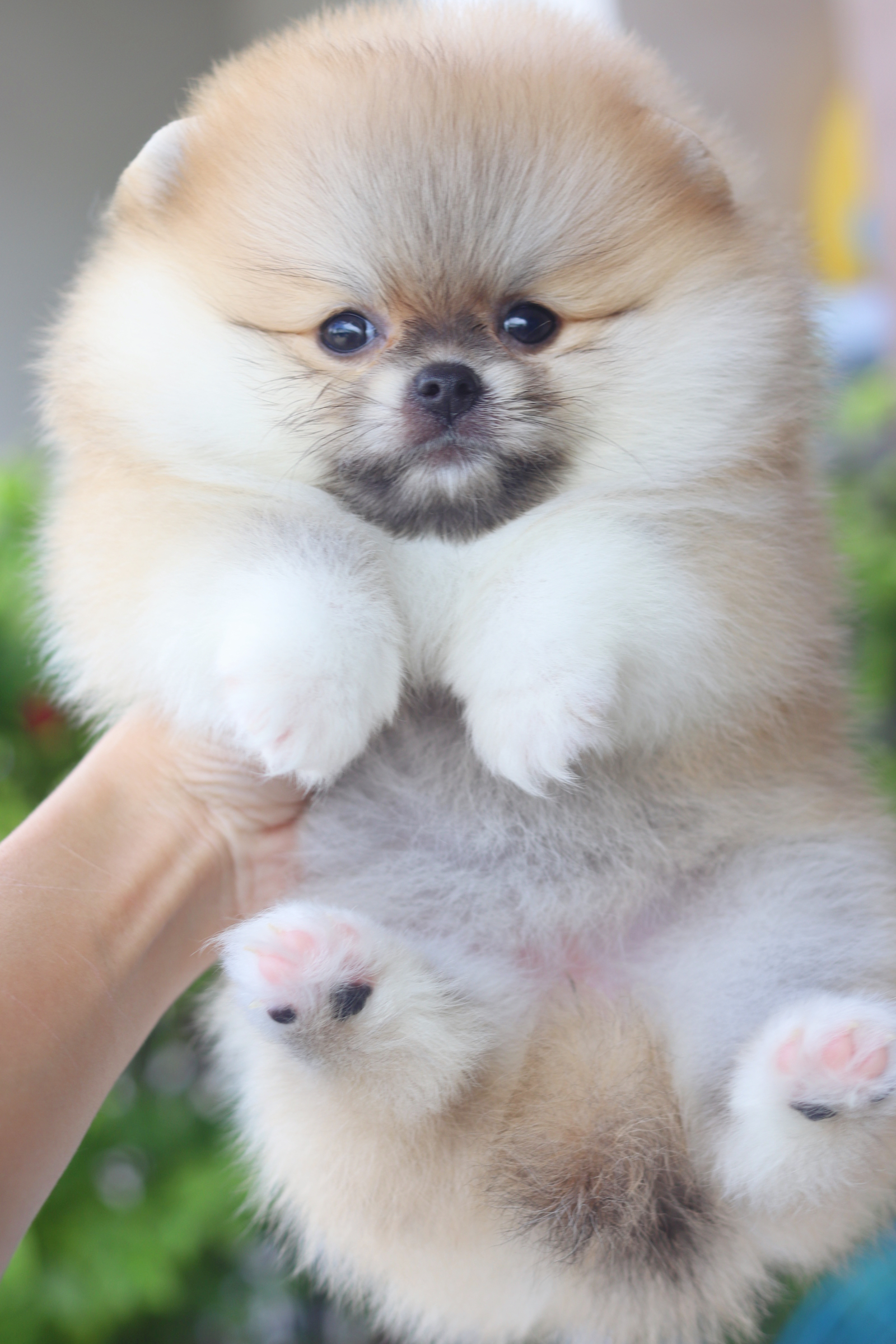 ปอมเมอเรเนียน เพศเมียสีส้ม