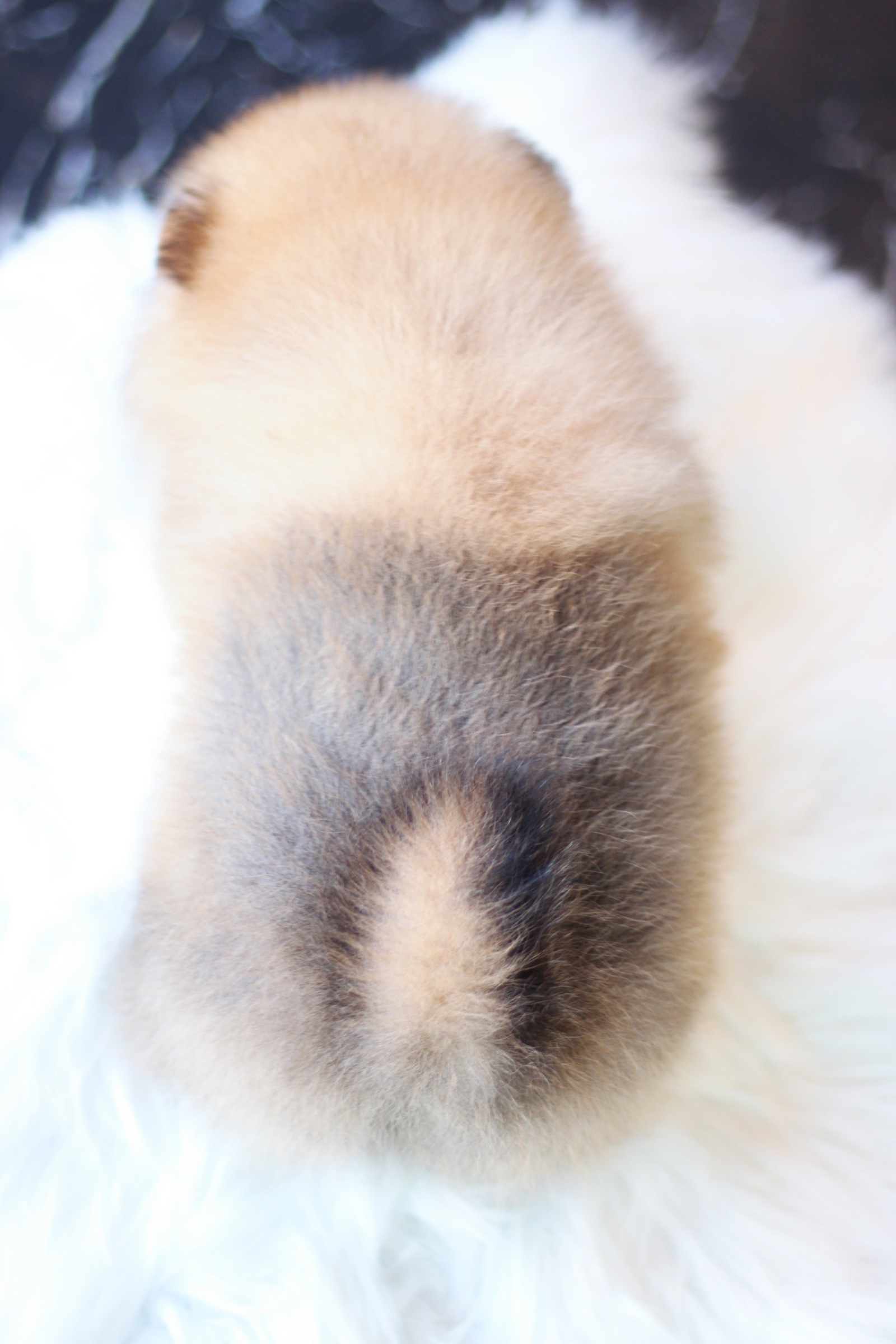 ปอมเมอเรเนียน เพศผู้ สีส้ม