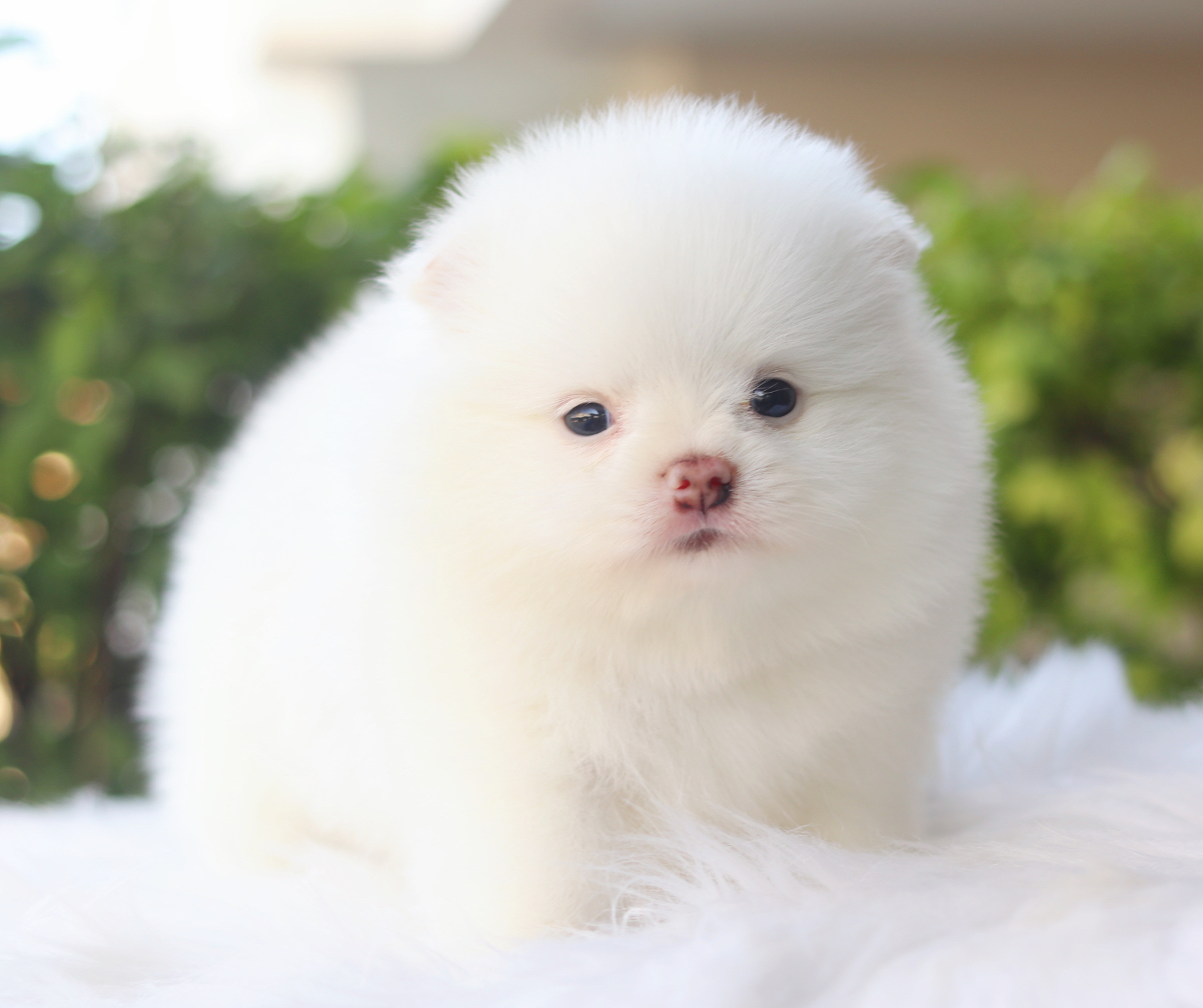 ปอมเมอเรเนียน เพศผู้สีขาว