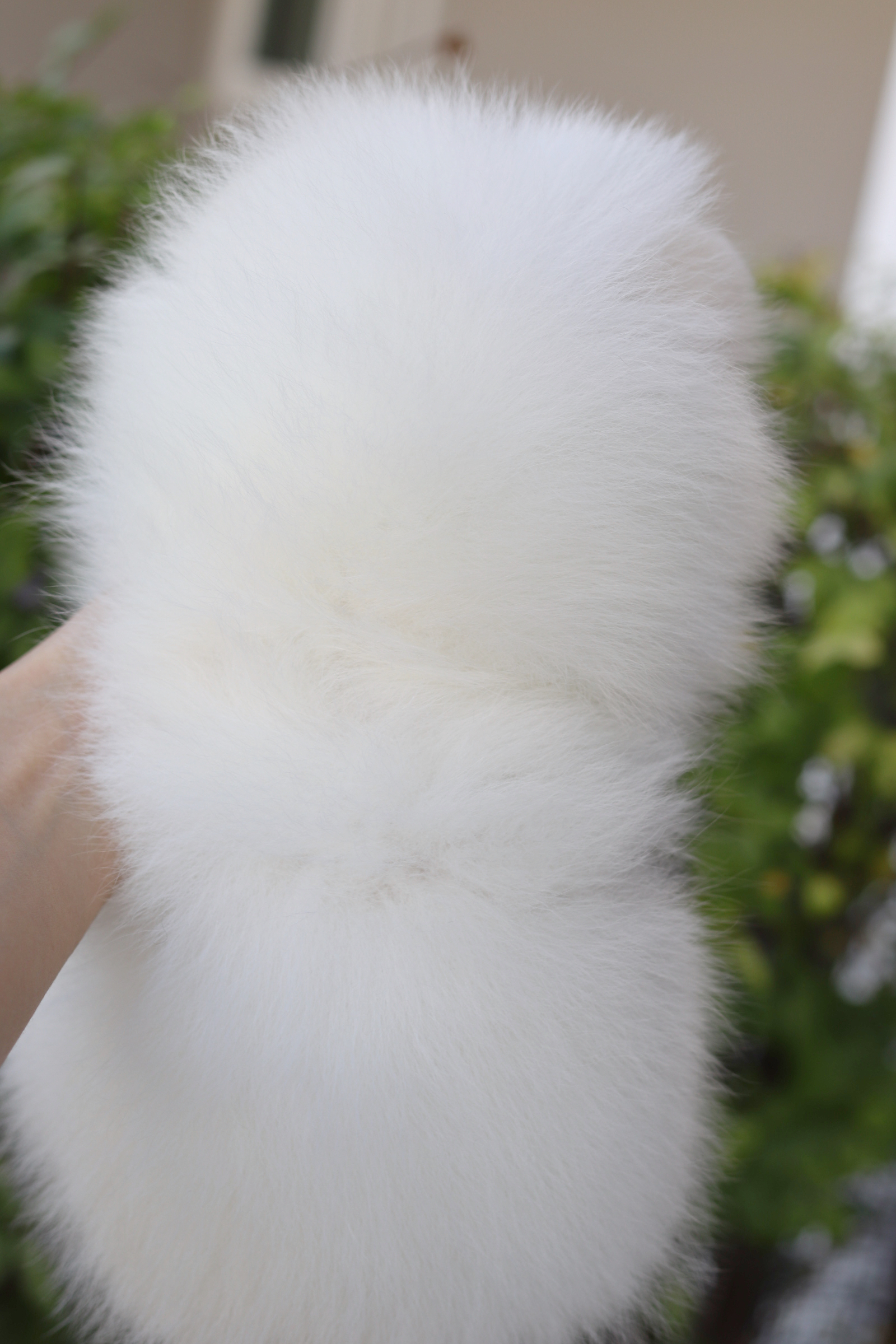 ปอมเมอเรเนียน เพศเมียสีขาวครีม