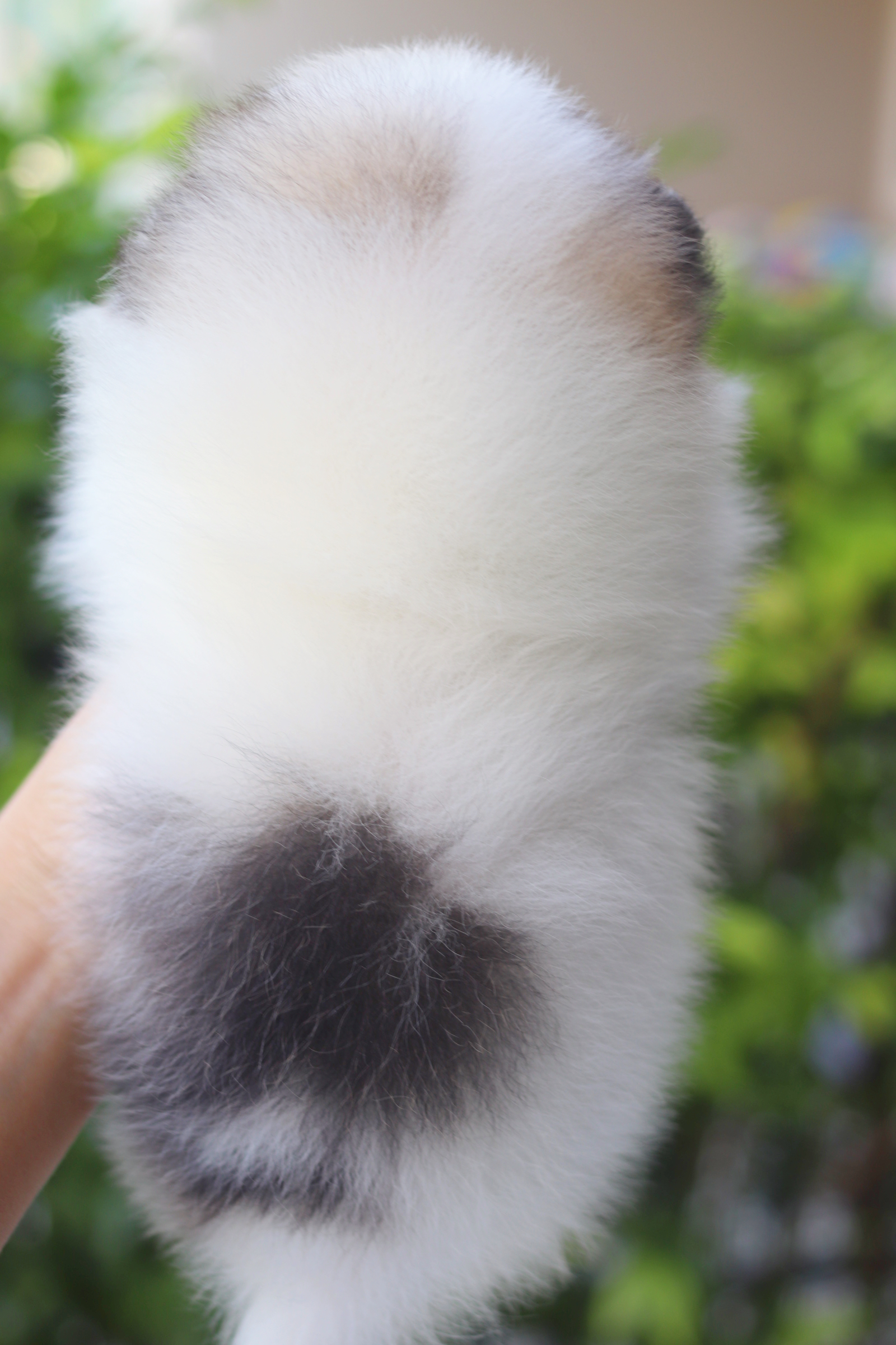 ปอมเมอเรเนียน เพศเมียสีแฟนซี เกรดโชว์