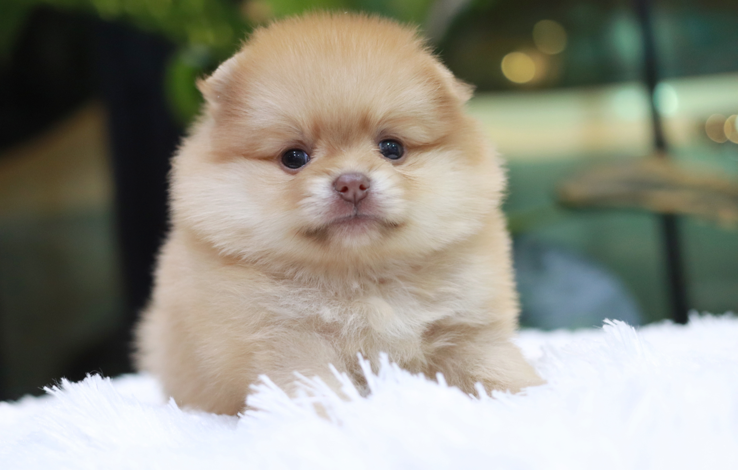 ปอมเมอเรเนียน เพศเมีย สีส้มอ่อน