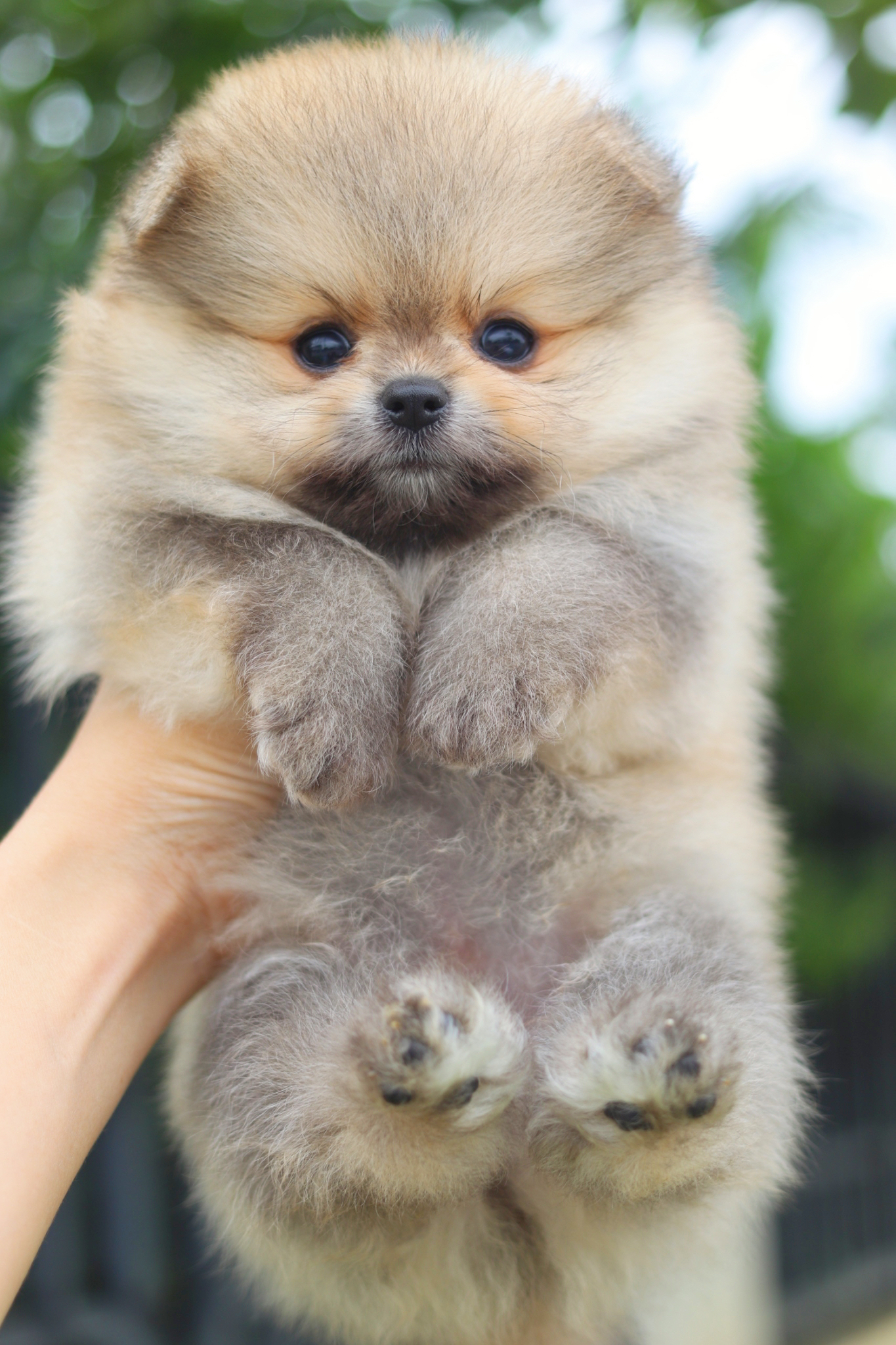 ปอมเมอเรเนียน เพศผู้สีส้ม