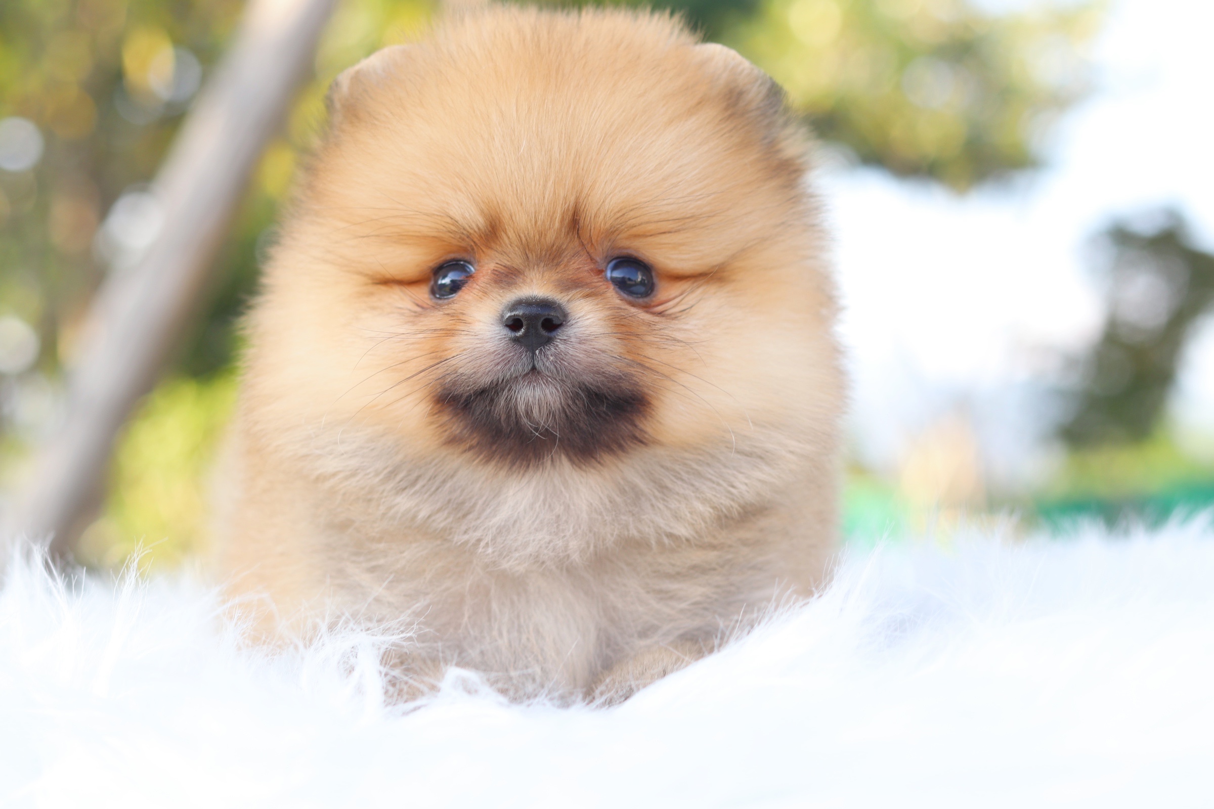 ปอมเมอเรเนียน เพศผู้สีส้ม