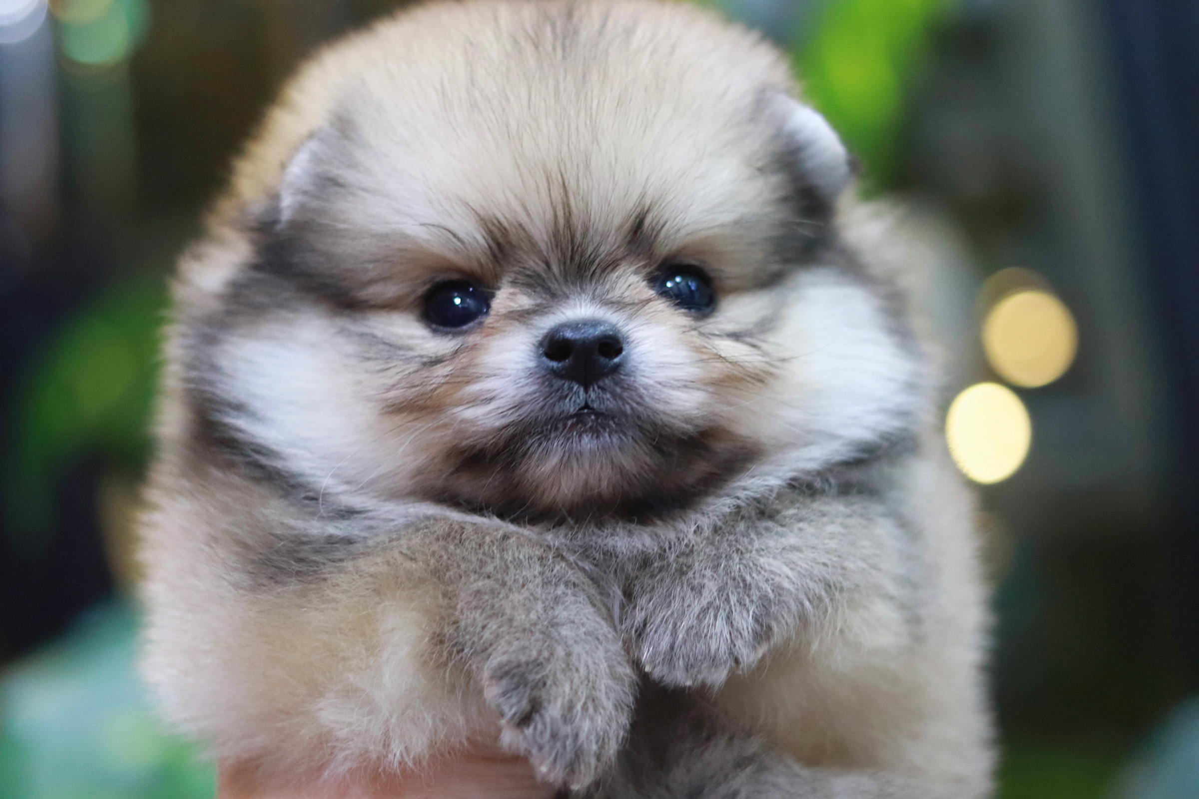 ปอมเมอเรเนียน เพศผู้ สีส้ม