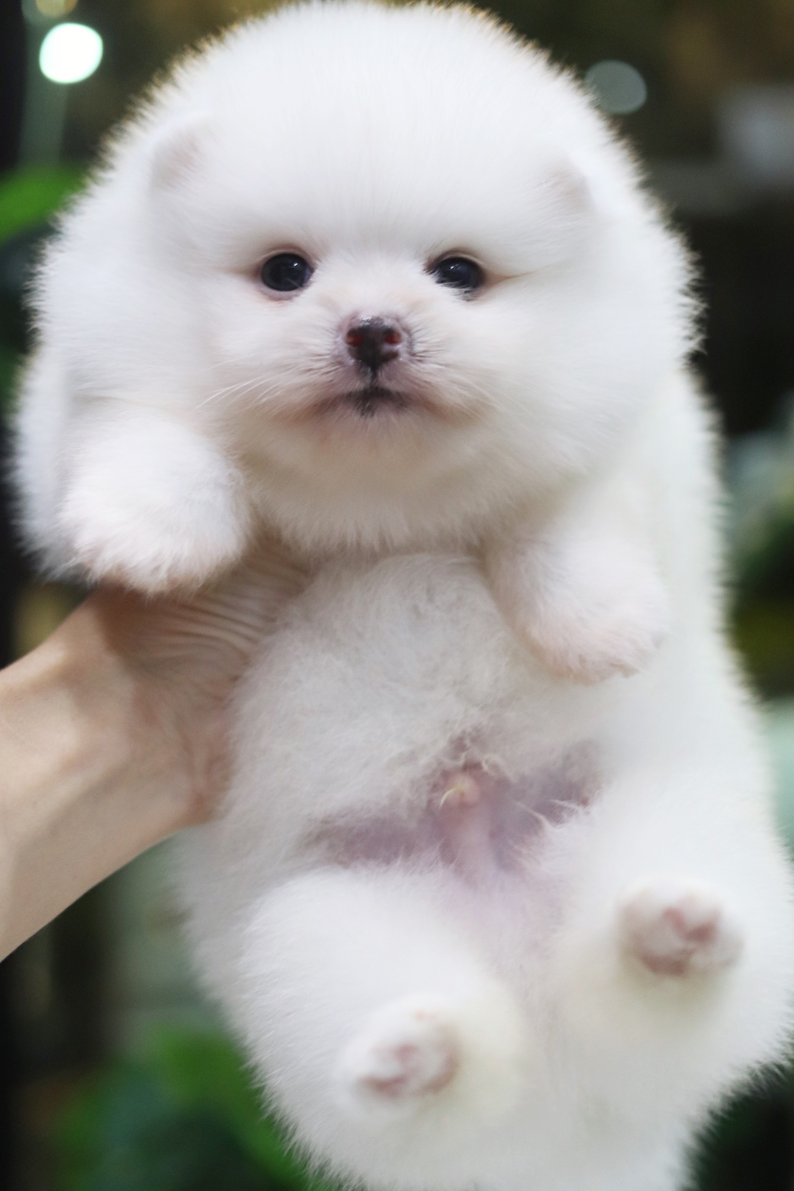 ปอมเมอเรเนียน เพศผู้ ขาวครีม