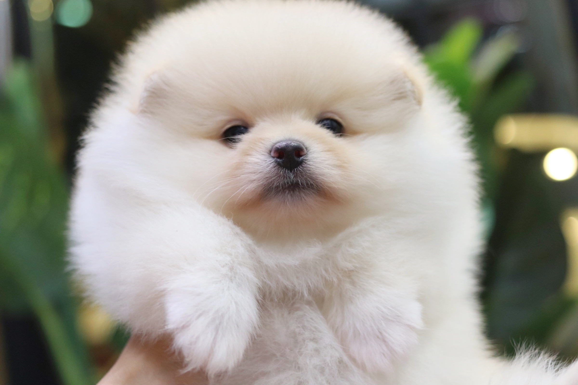 ปอมเมอเรเนียน เพศผู้ขาวครีม