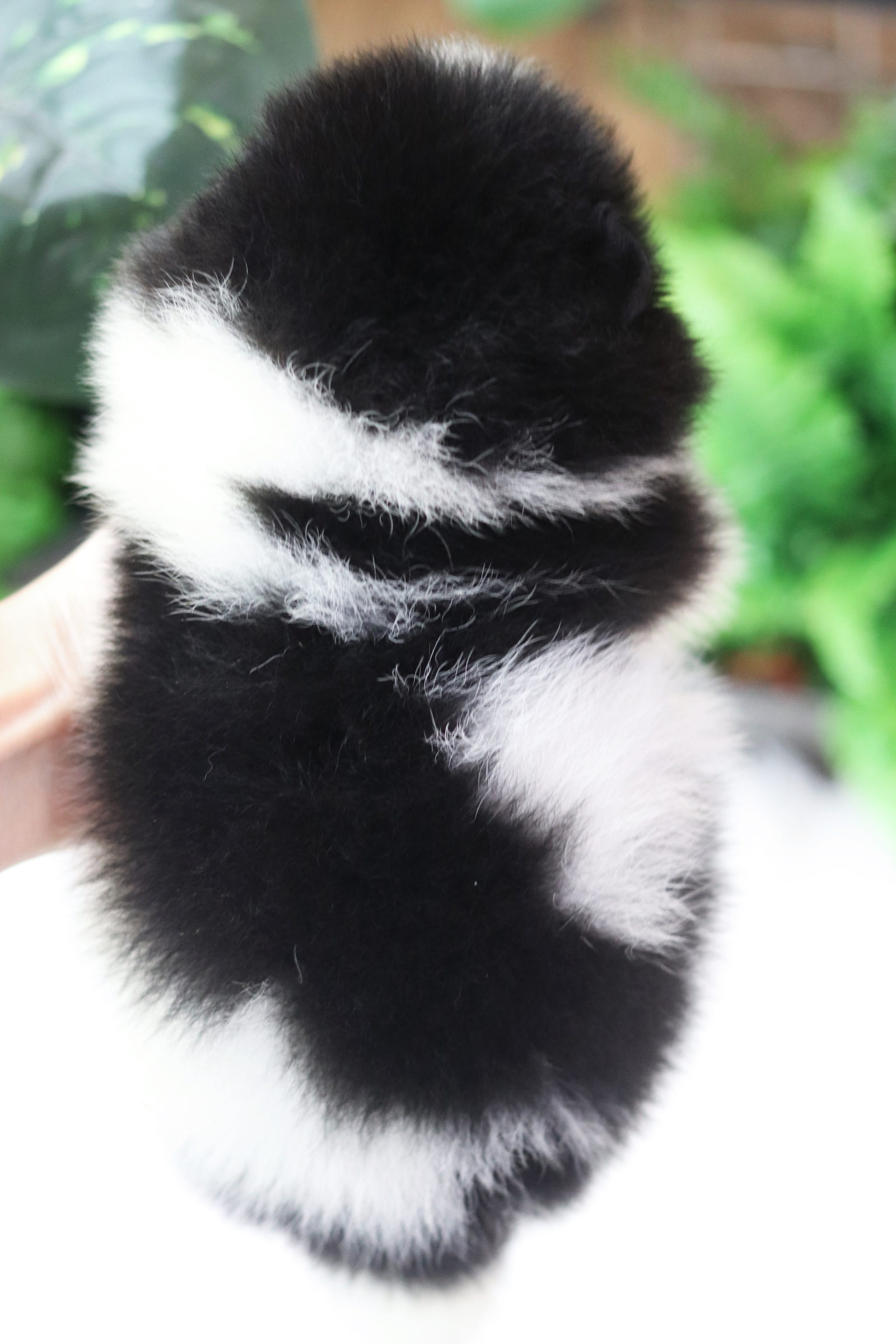 ปอมเมอเรเนียน เพศผู้ สีแฟนซี