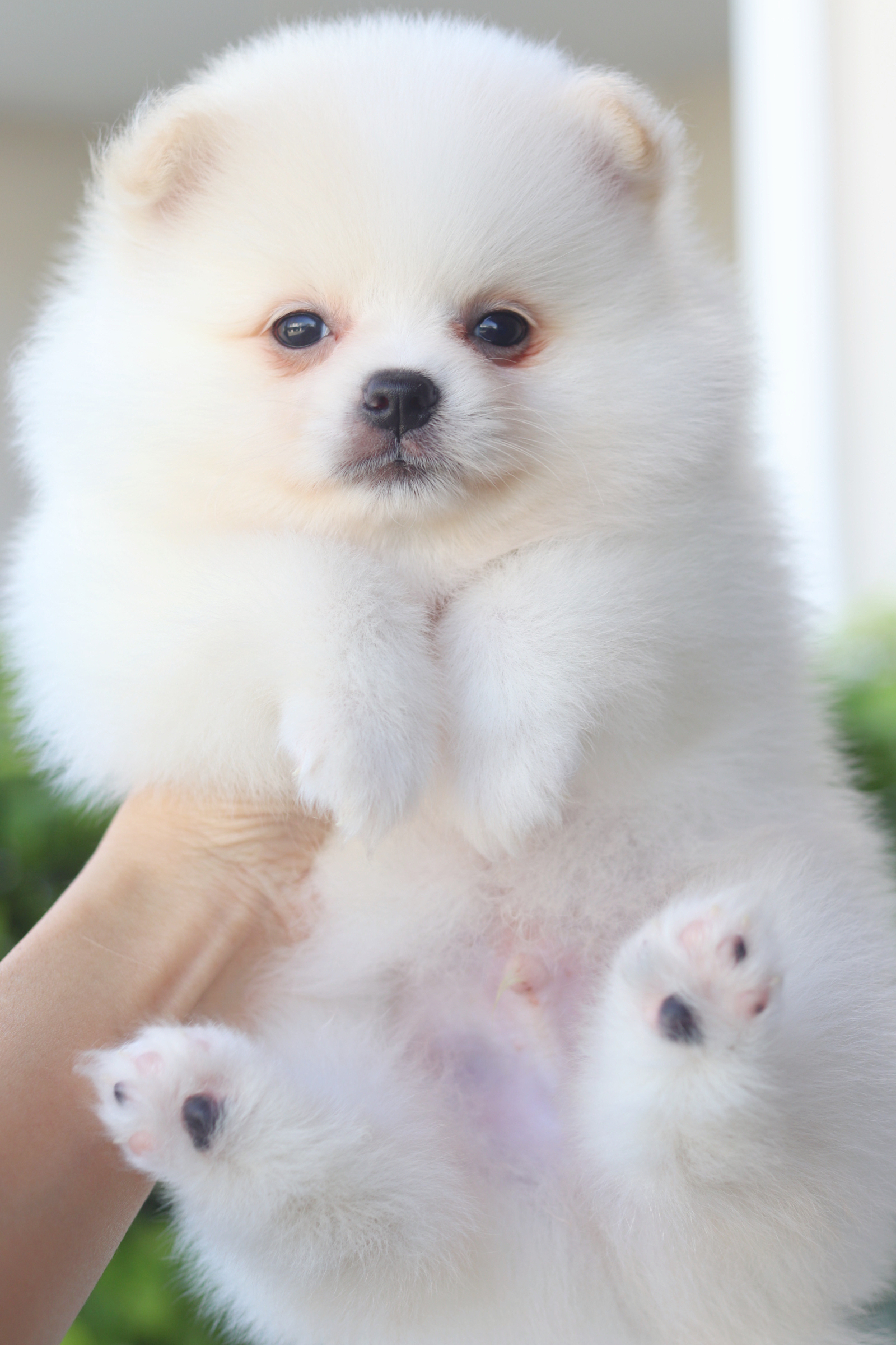 ปอมเมอเรเนียน เพศผู้สีขาวครีม