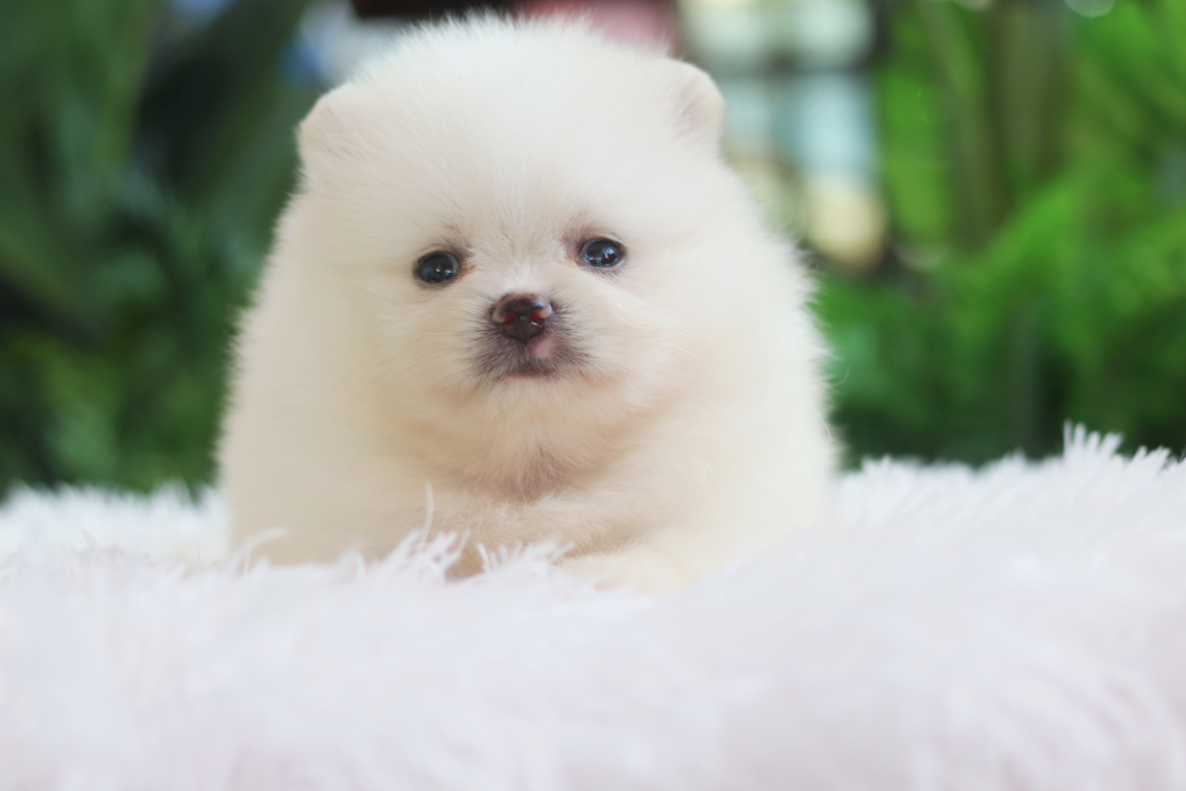 ปอมเมอเรเนียน เพศผู้ สีขาวครีม