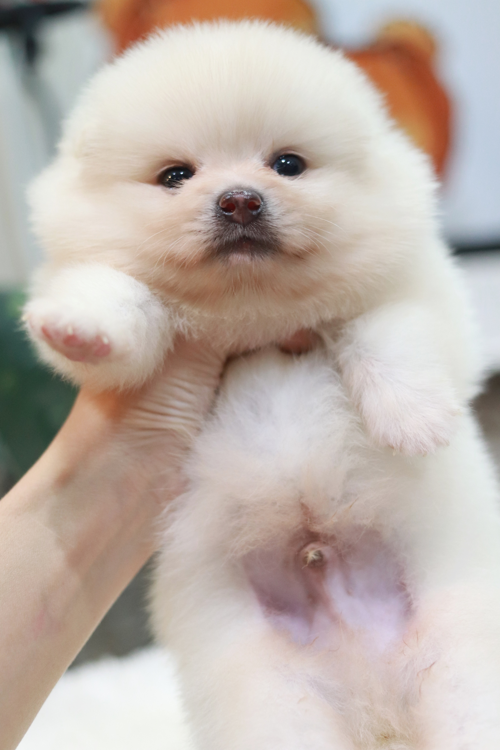 ปอมเมอเรเนียน เพศผู้ สีขาวครีม