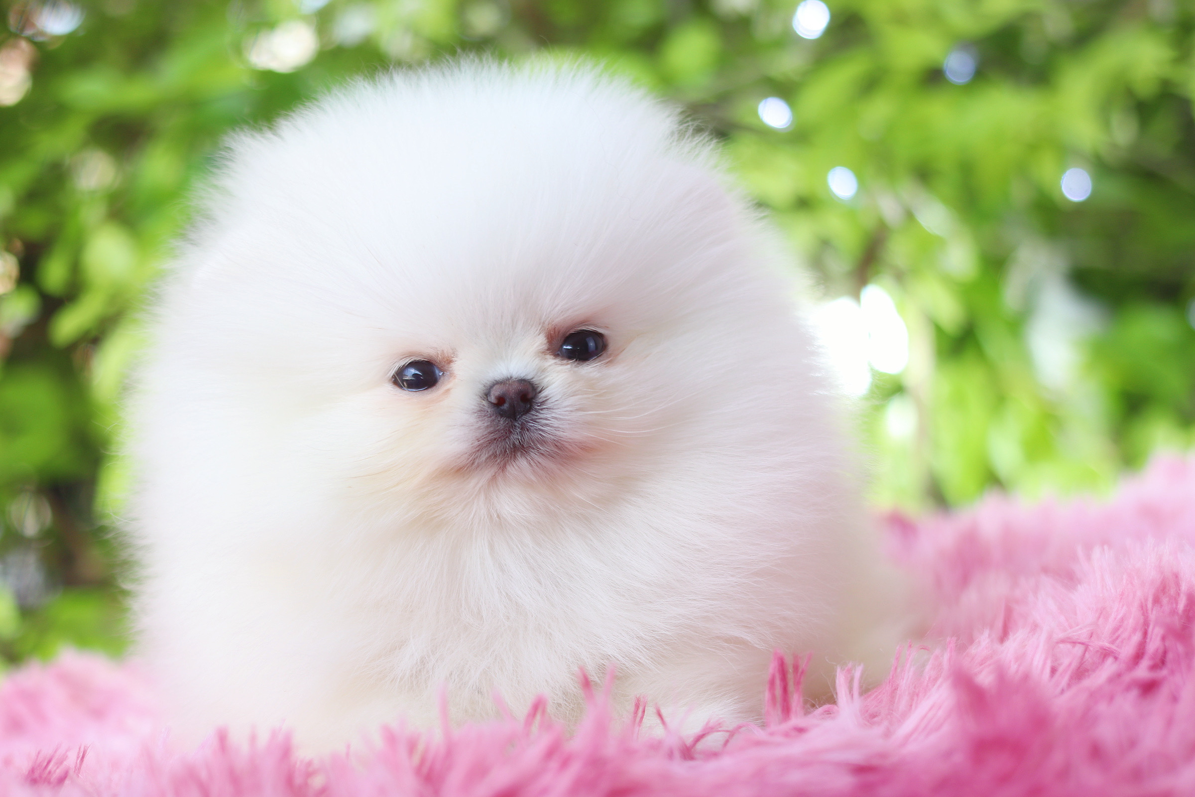 ปอมเมอเรเนียน เพศเมีย สีขาว เกรดโชว์ สายเลือดเกาหลี