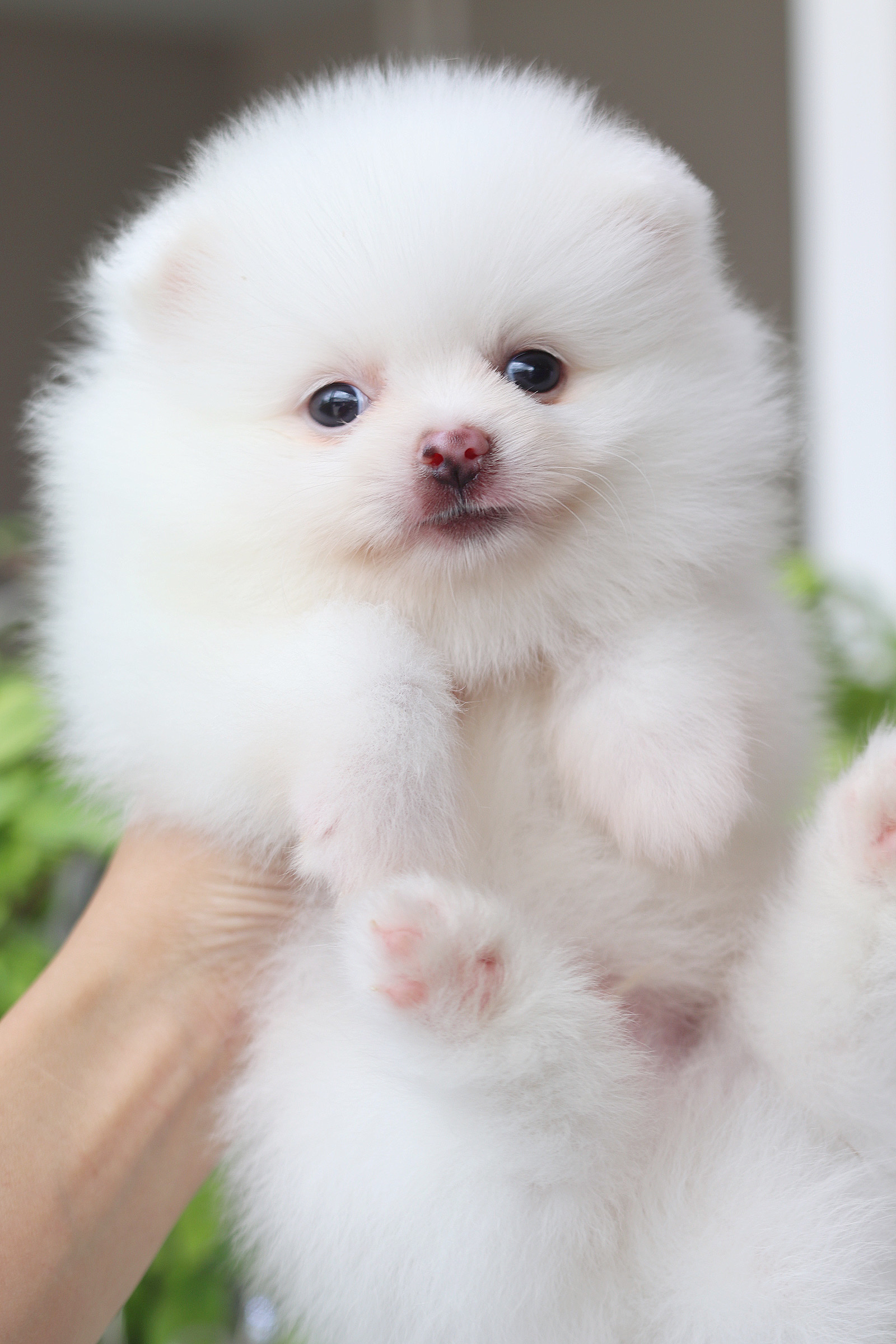 ปอมเมอเรเนียน เพศผู้ สีขาว