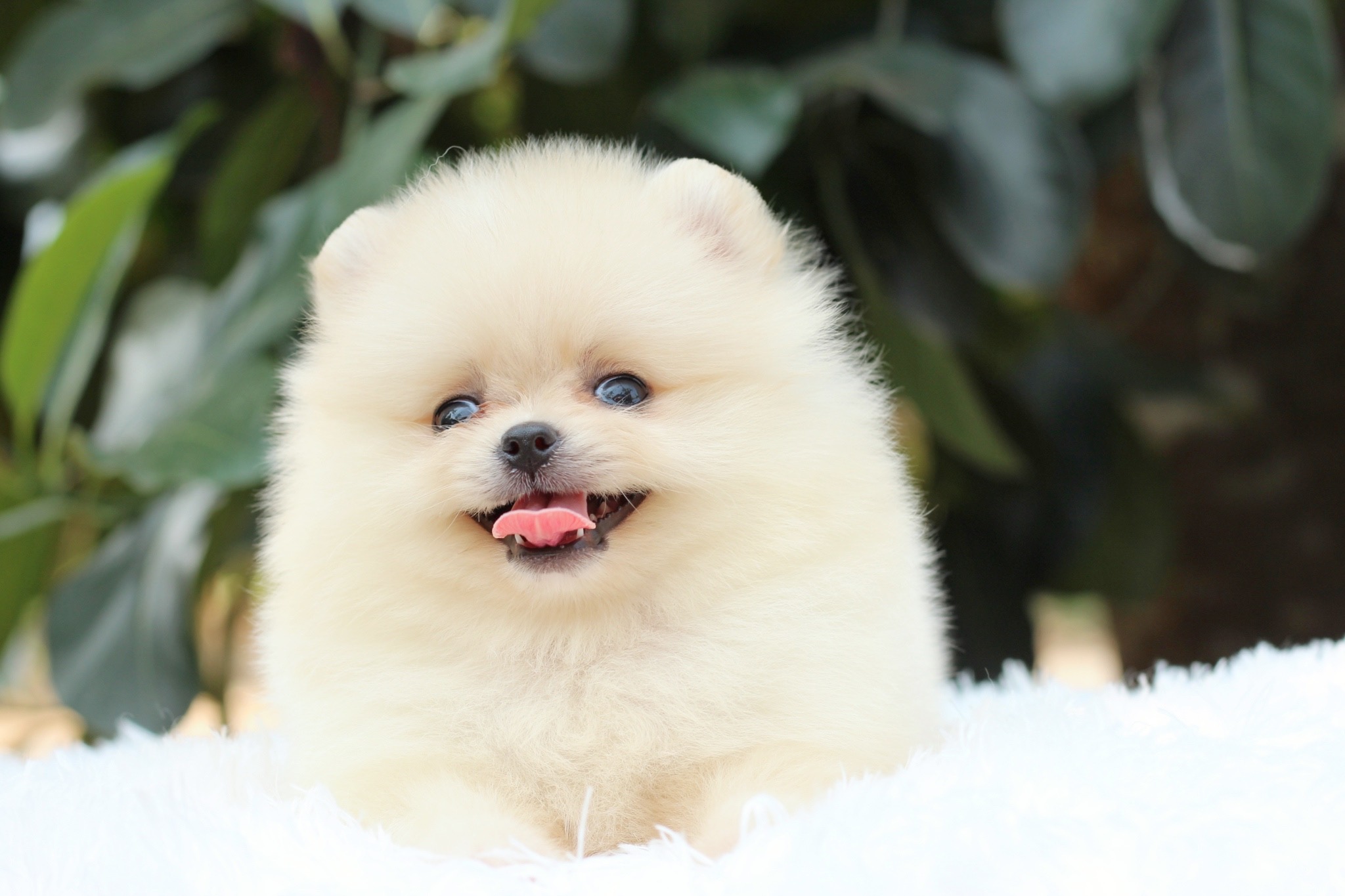 ปอมเมอเรเนียน เพศผู้สีครีม