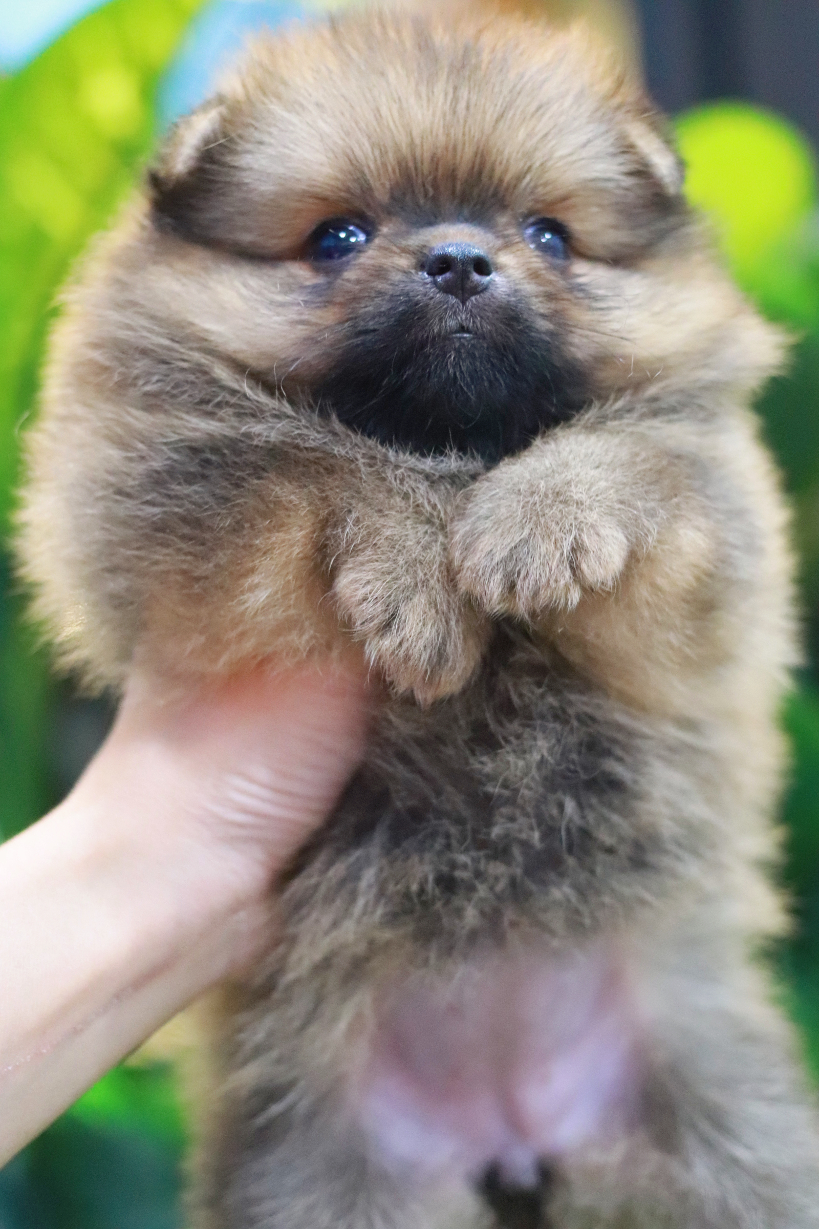 ปอมเมอเรเนียน เพศเมีย สีส้ม ขนแน่นๆ