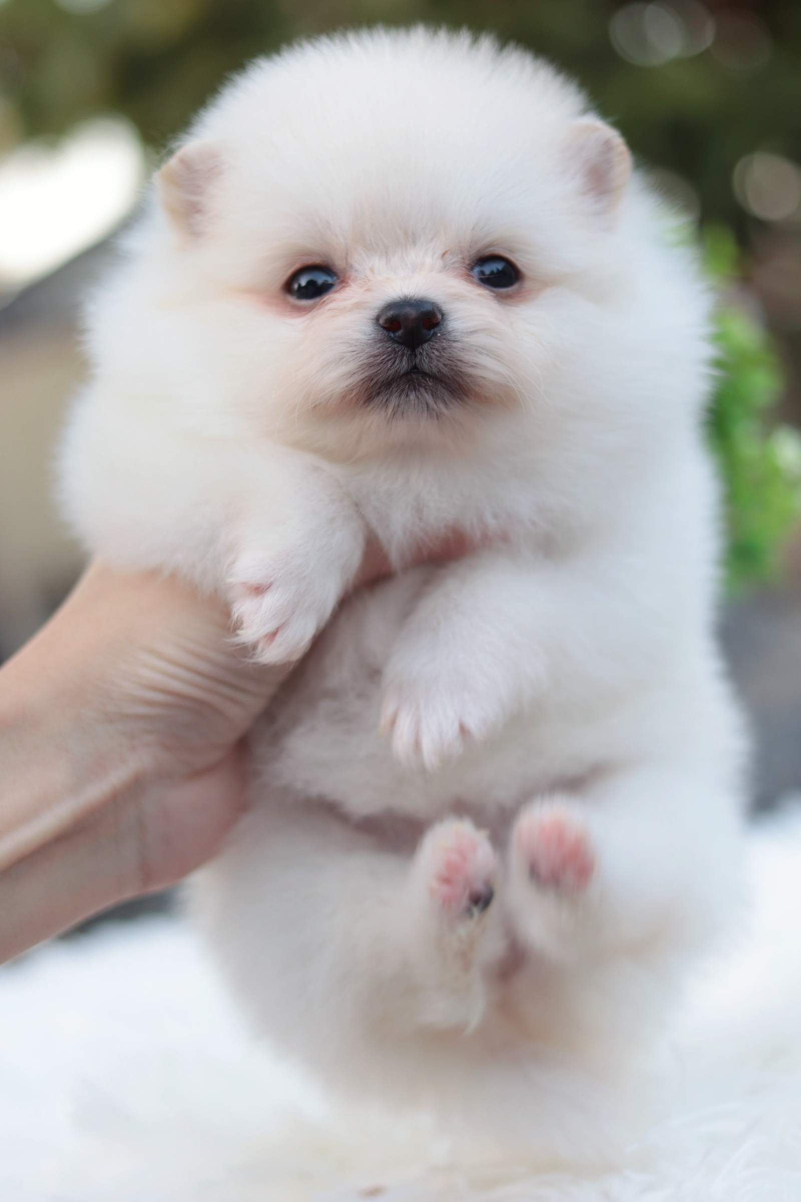 ปอมเมอเรเนียน เพศเมียขาวครีม