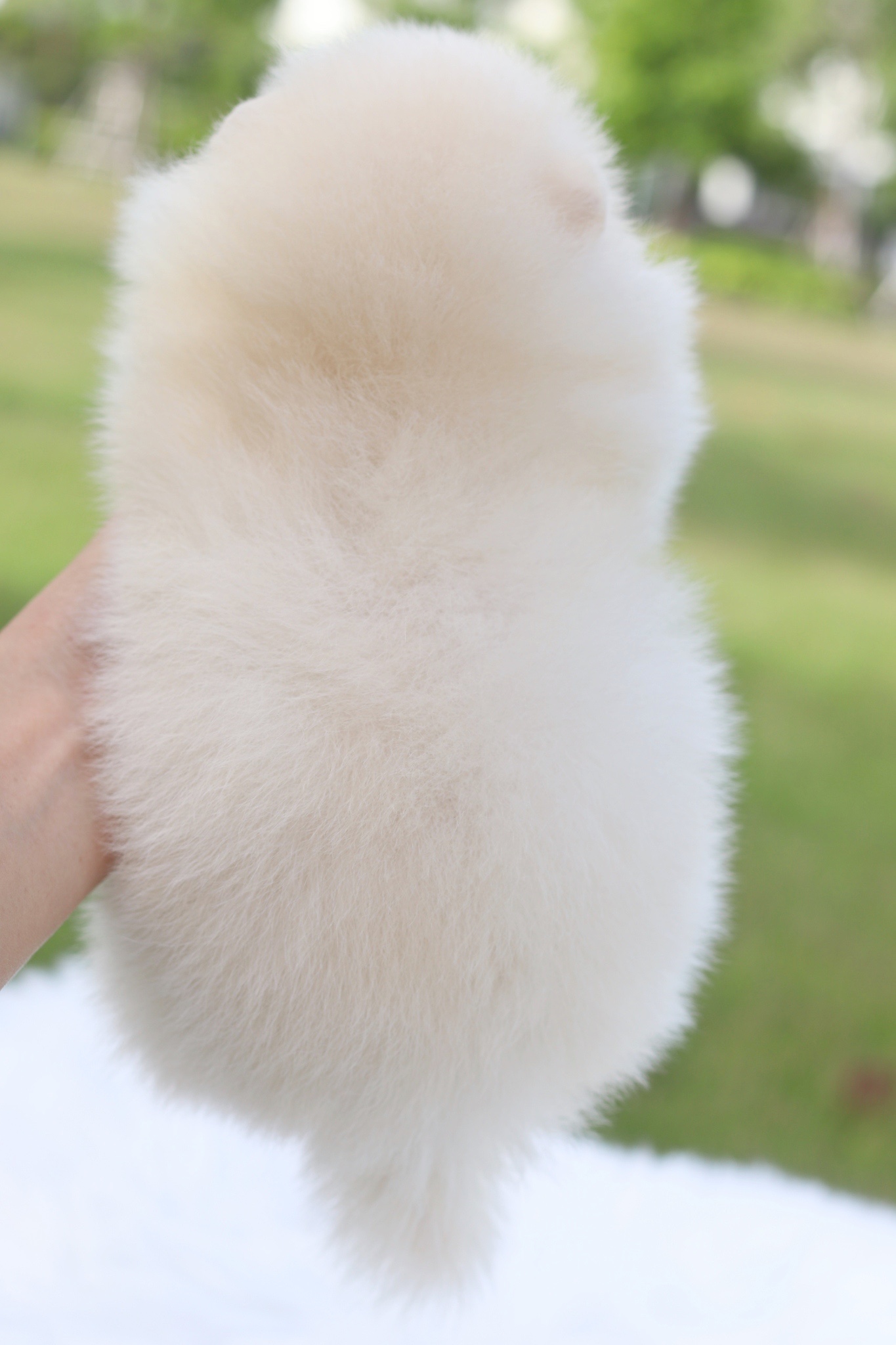 ปอมเมอเรเนียน เพศผู้สีขาวครีมเกรดโชว์