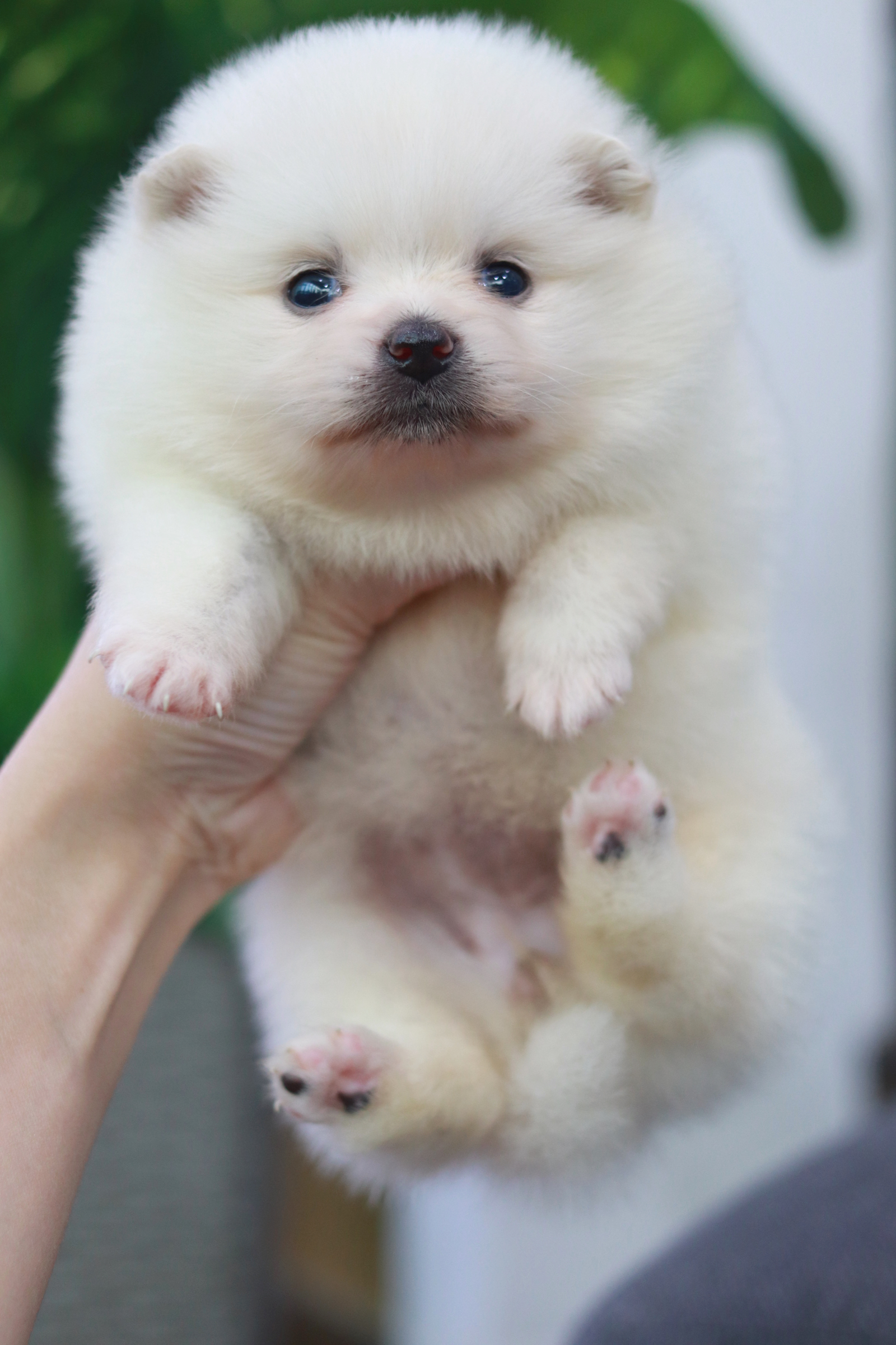 ปอมเมอเรเนียน เพศเมีย