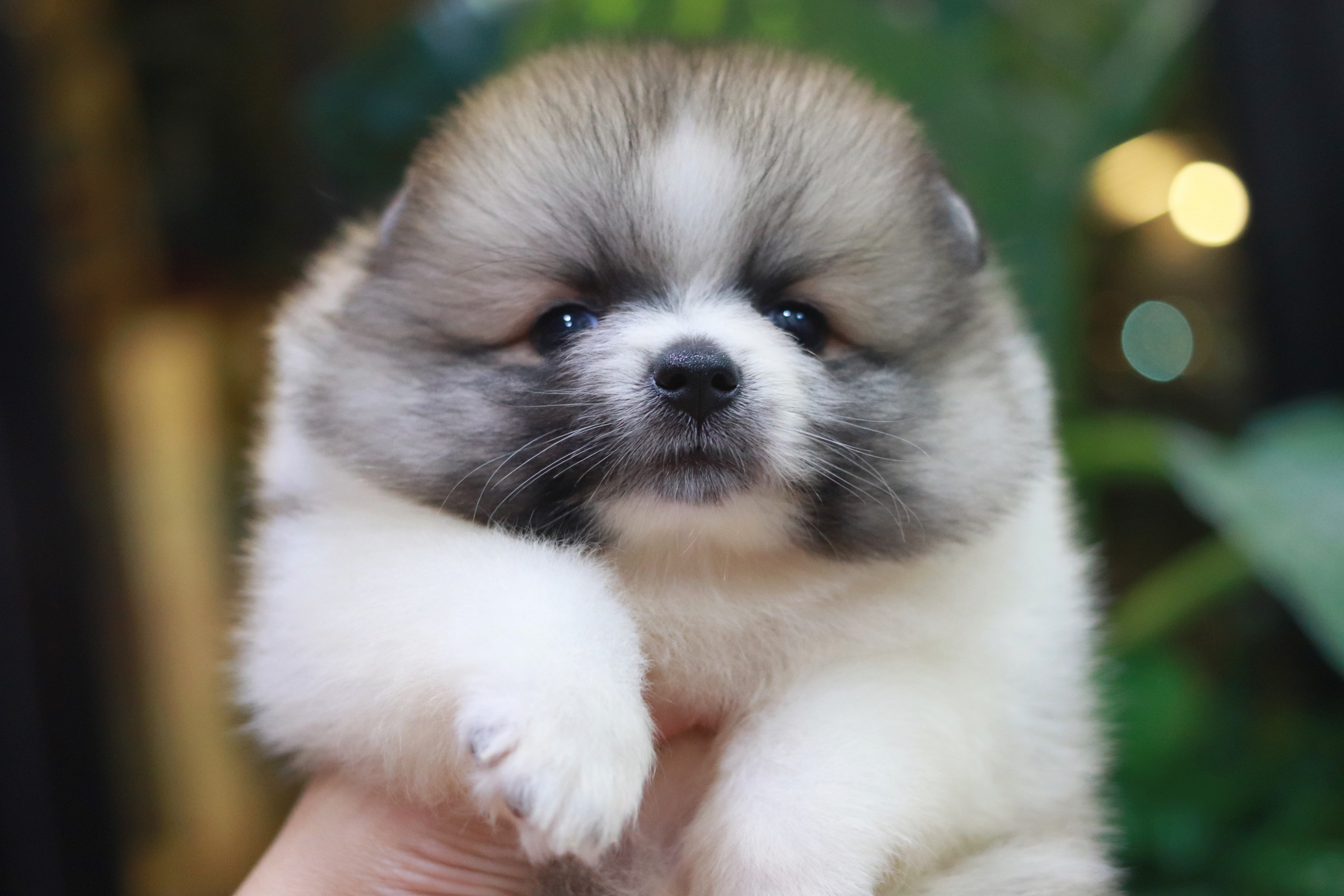 ปอมเมอเรเนียน เพศผู้ แฟนซี