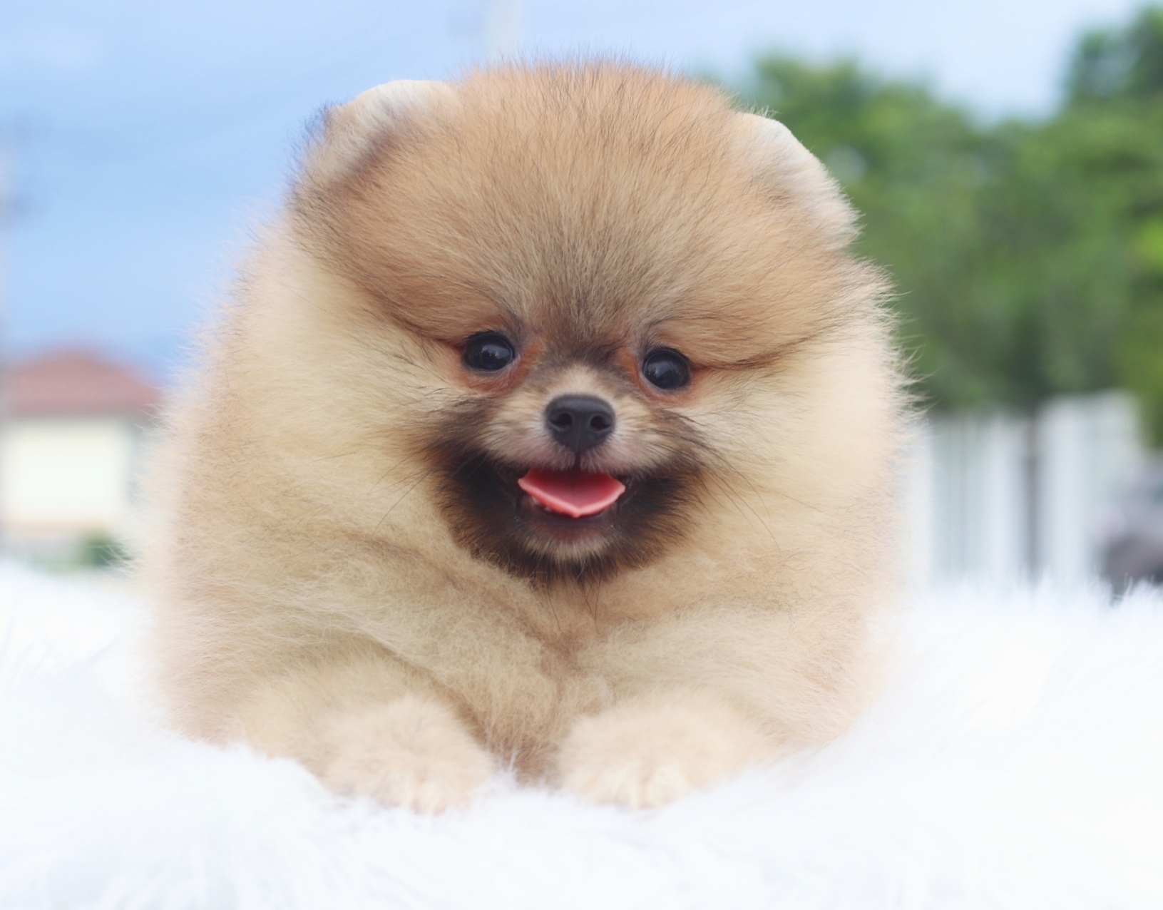 ปอมเมอเรเนียน เพศเมียสีส้ม