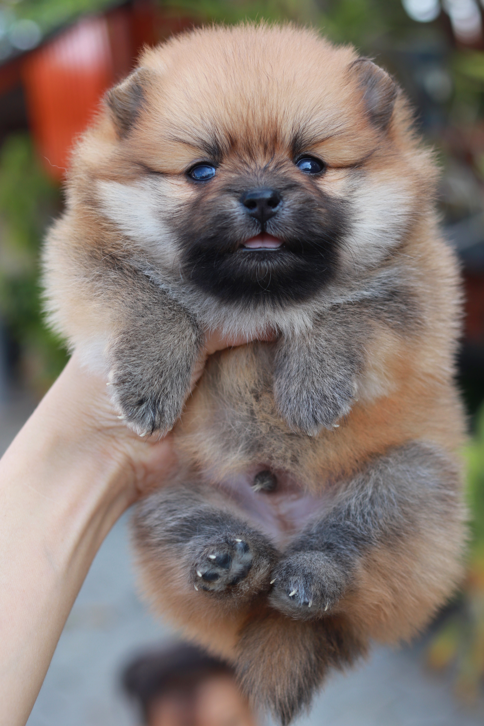 ปอมเมอเรเนียน เพศผู้ สีส้ม