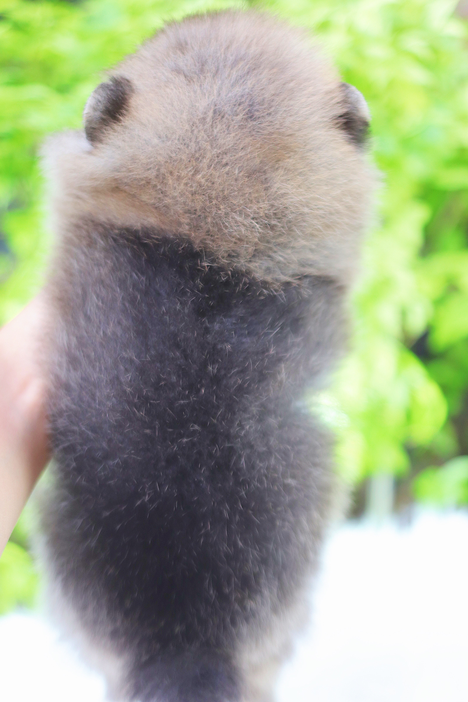 ปอมเมอเรเนียน เพศผู้ สีส้ม