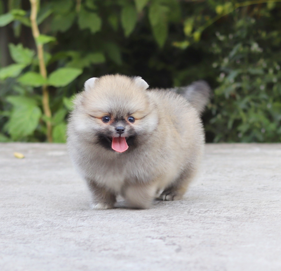 ปอมเมอเรเนียน เพศเมียสีส้ม