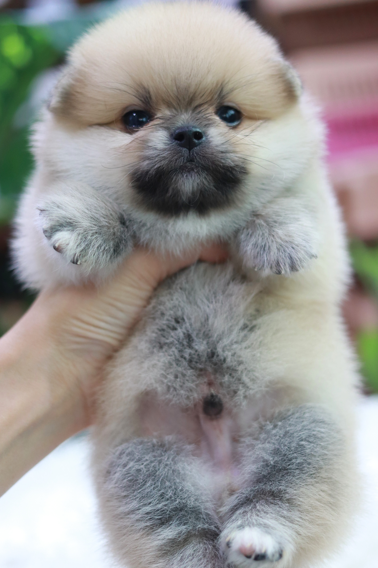 ปอมเมอเรเนียน เพศผู้ สีส้ม