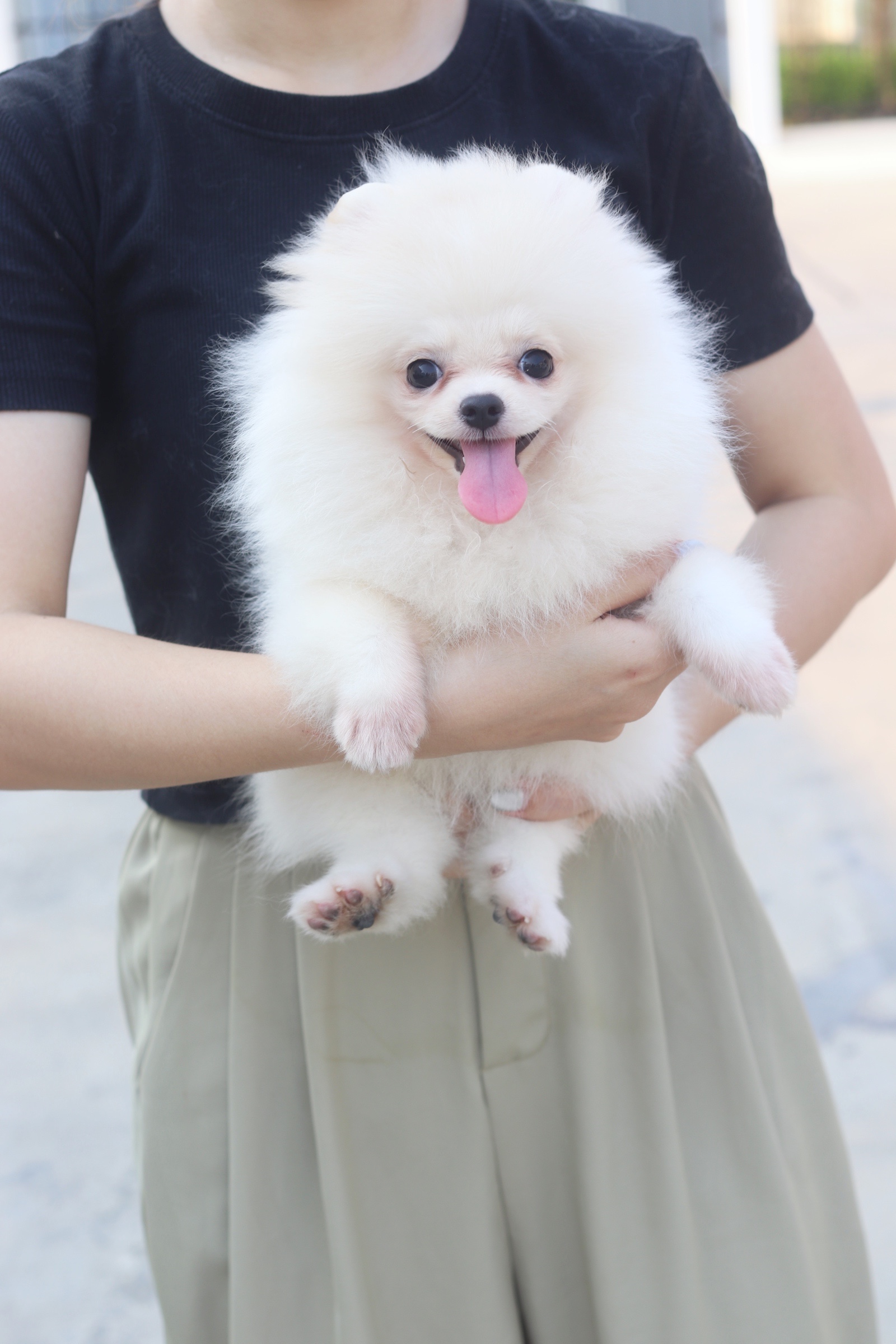 ปอมเมอเรเนียน เพศเมียสีขาวครีม