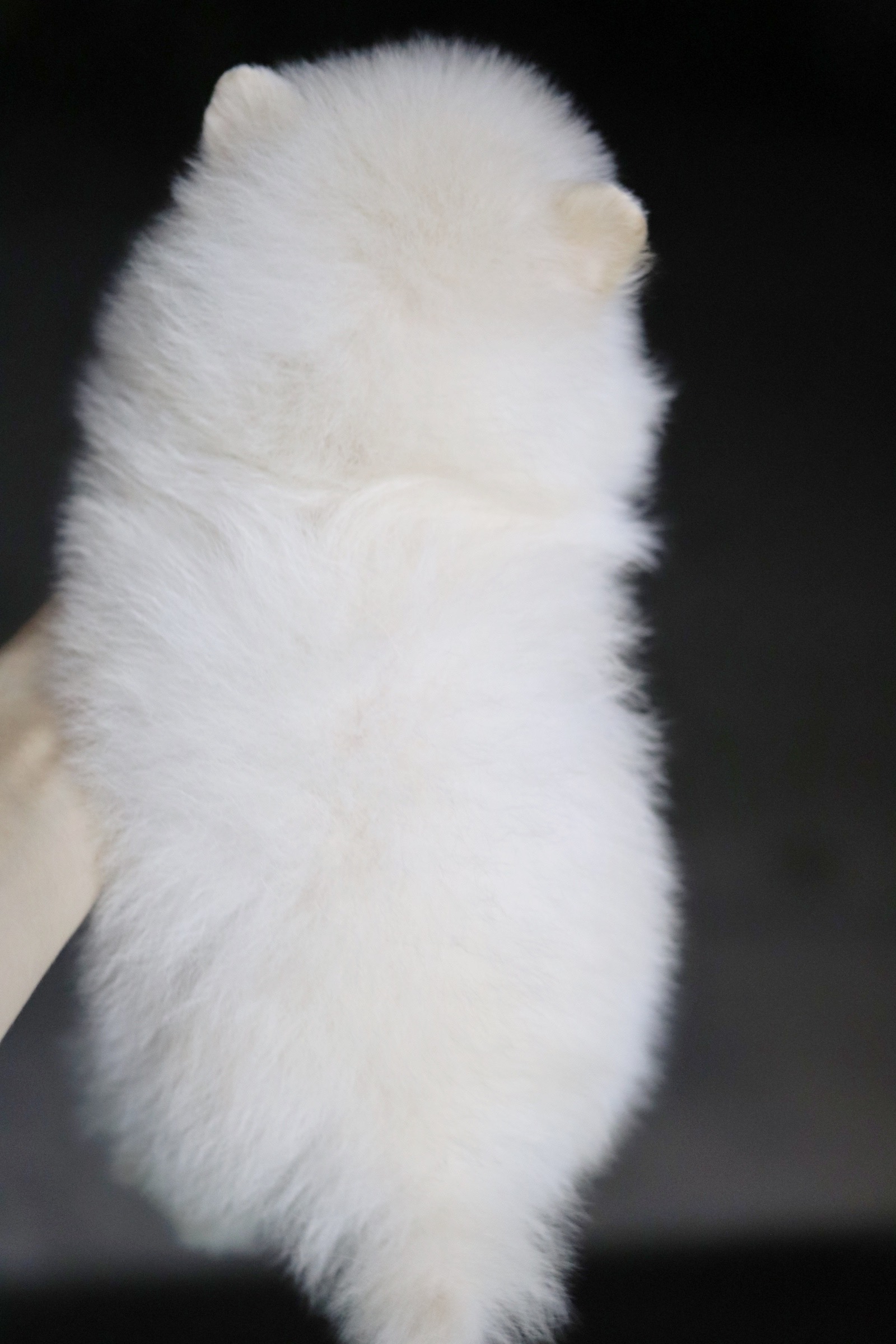 ปอมเมอเรเนียน เพศผู้ สีขาวครีม