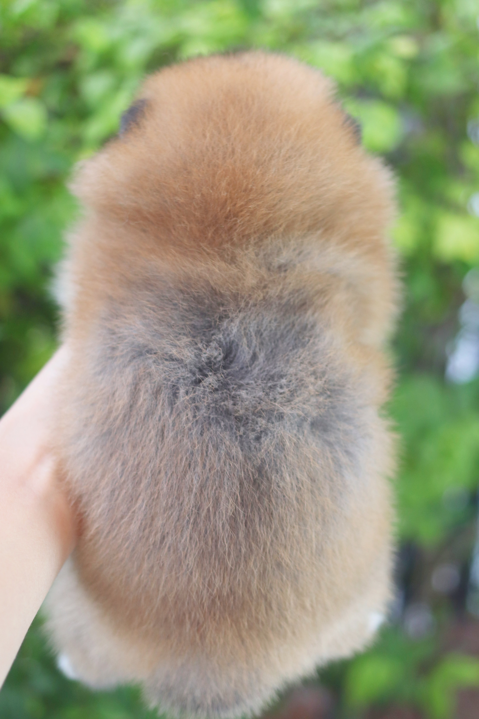 ปอมเมอเรเนียน เพศเมียสีส้ม