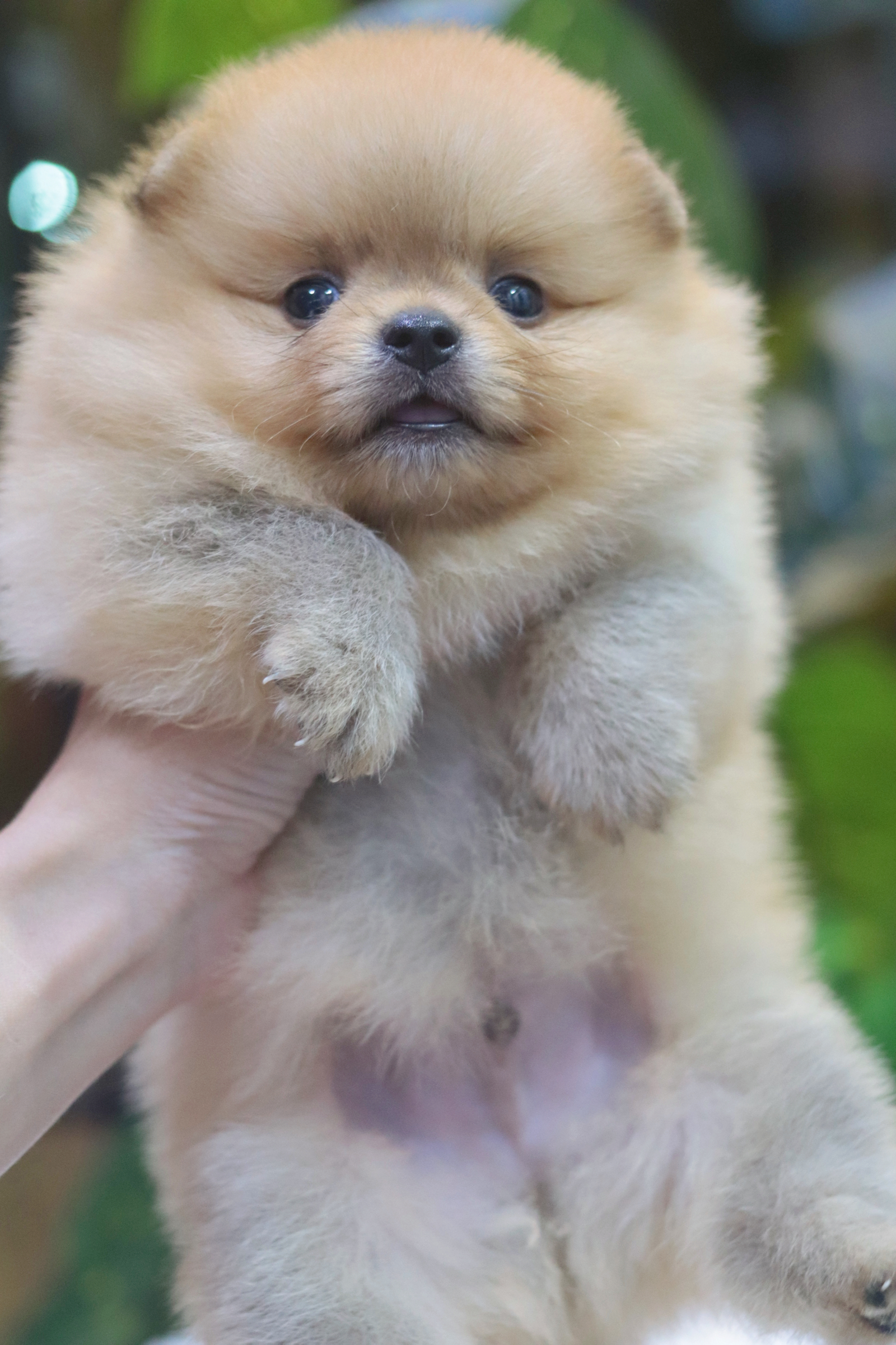 ปอมเมอเรเนียน เพศผู้ สีส้ม