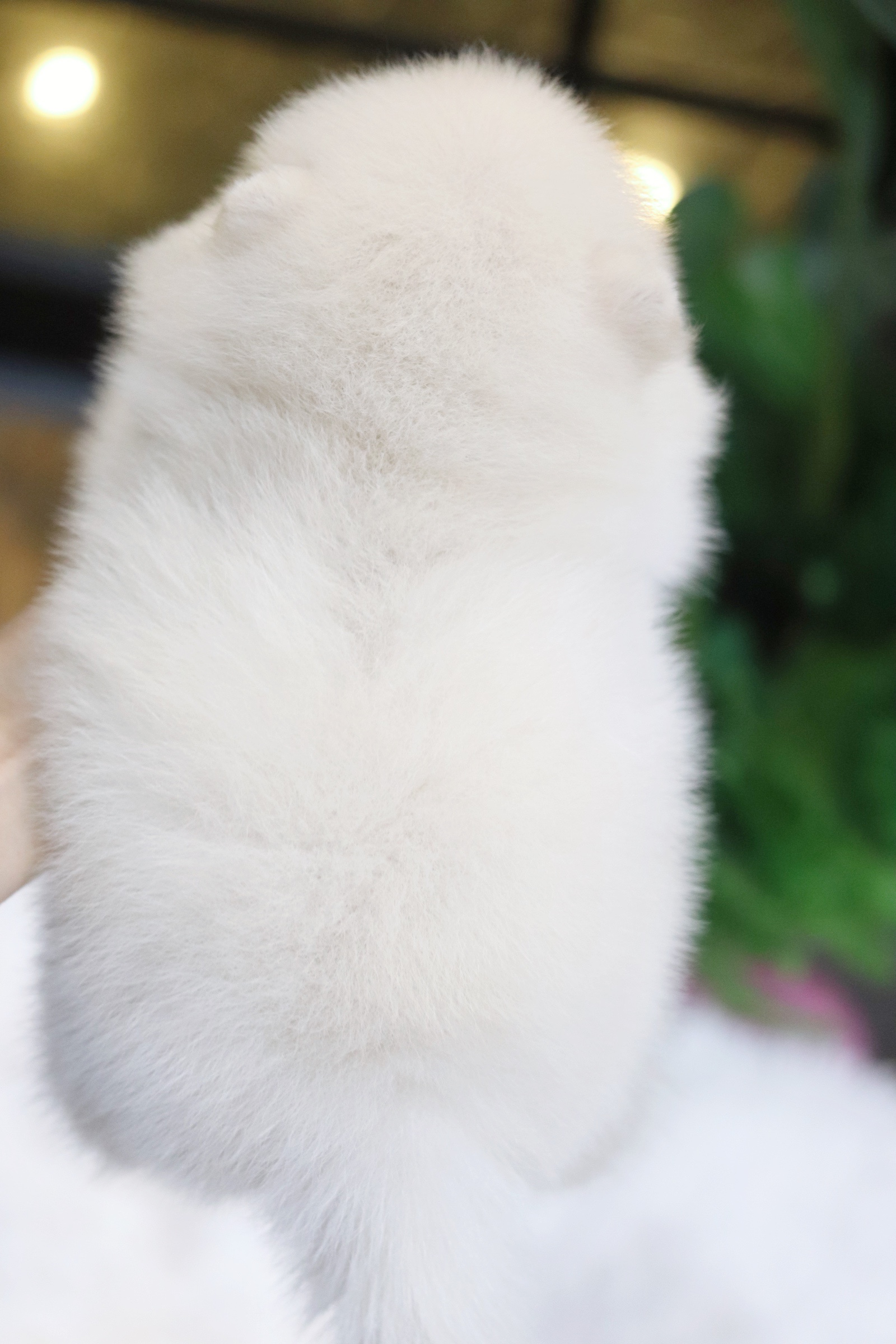 ปอมเมอเรเนียน เพศผู้ สีขาวครีม