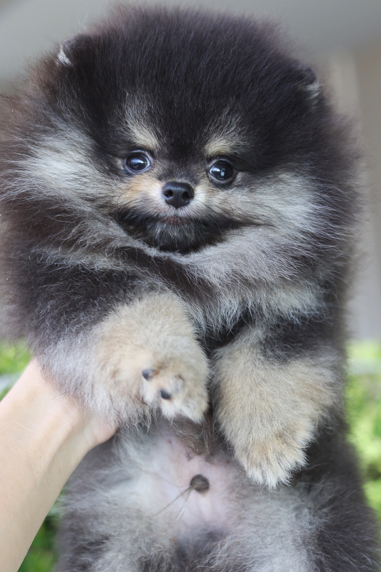 ปอมเมอเรเนียน เพศผู้สีแบล็คแทนเกรดโชว์