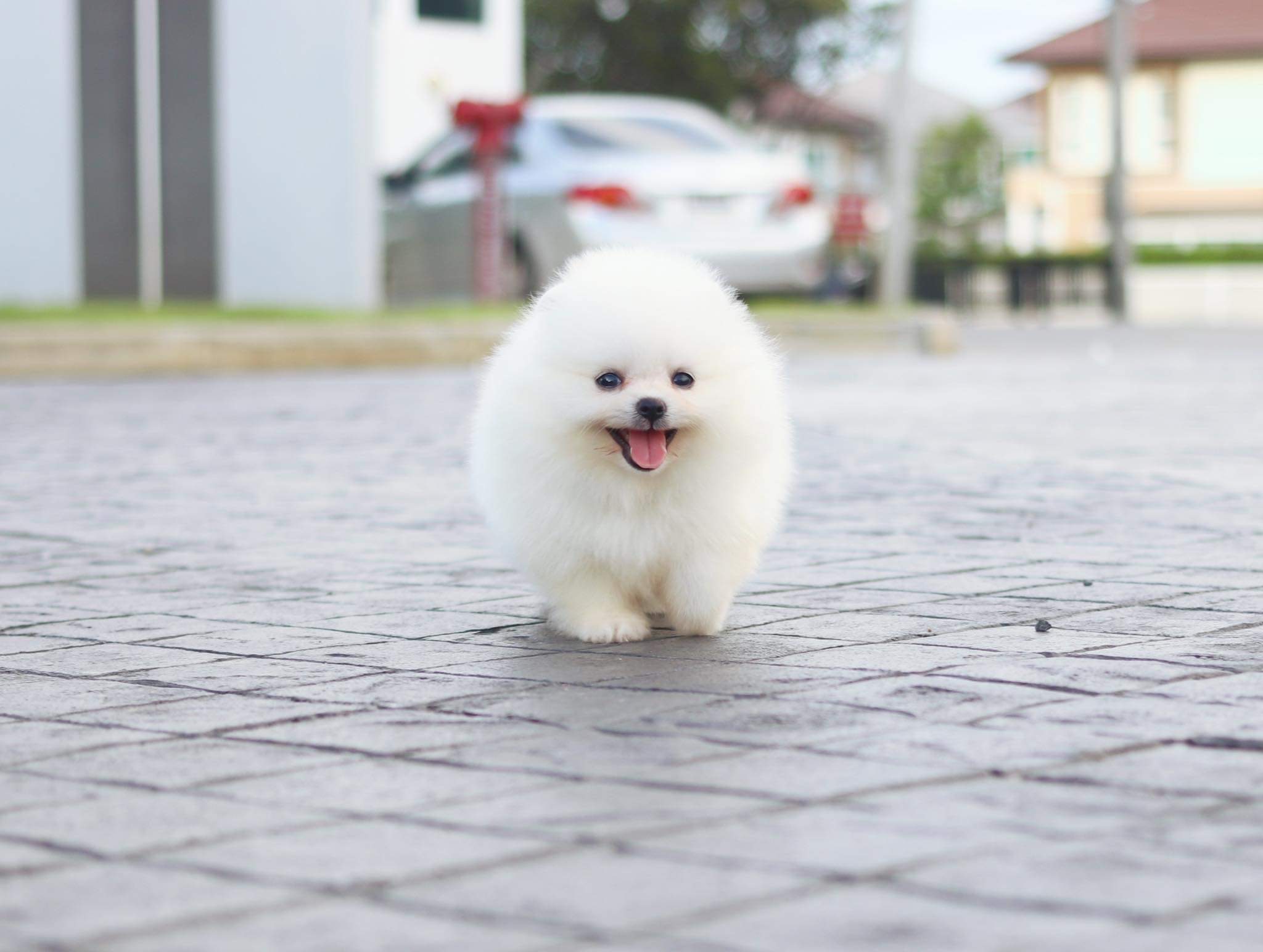 ปอมเมอเรเนียน เพศเมีย เกรดโชว์ สีขาวครีม