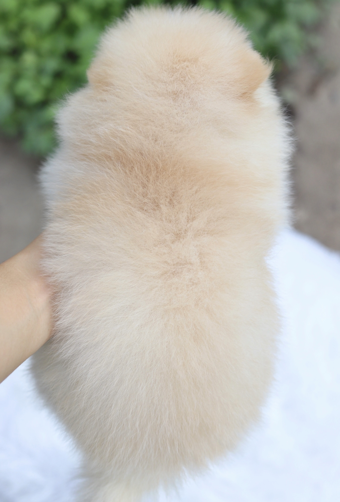 ปอมเมอเรเนียน เพศเมีย สีขาวครีม