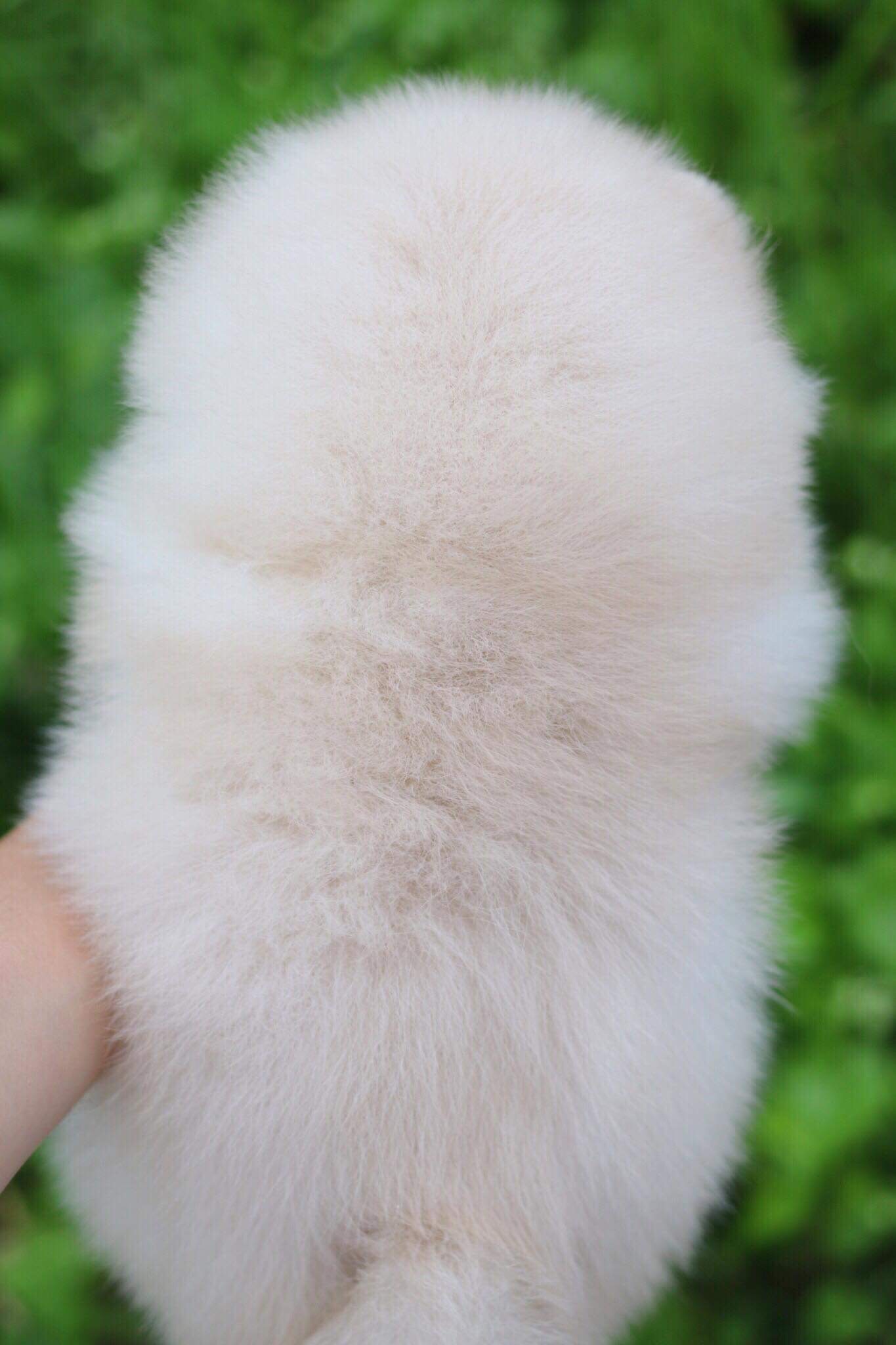 ปอมเมอเรเนียน เพศเมีย