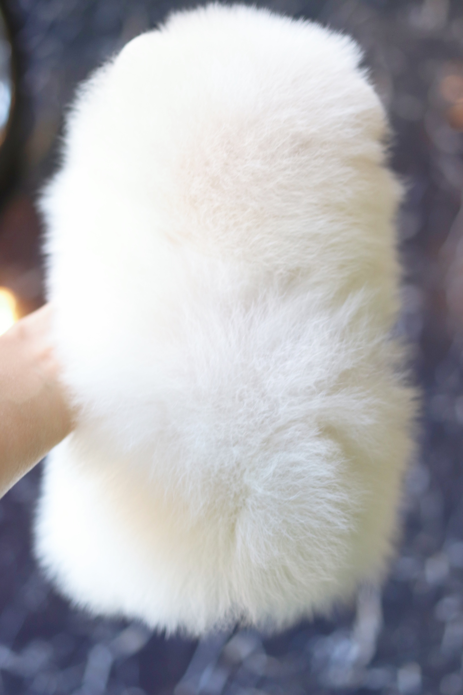 ปอมเมอเรเนียน เพศผู้ สีขาวครีมเกรดโชว์