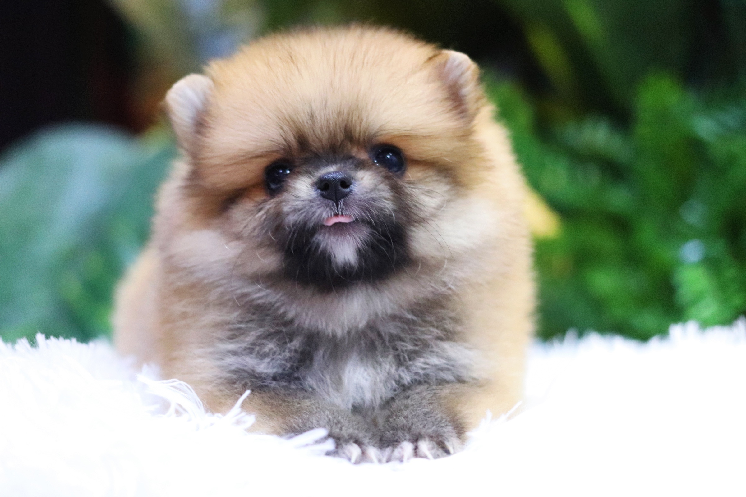 ปอมเมอเรเนียน เพศเมียสีส้ม